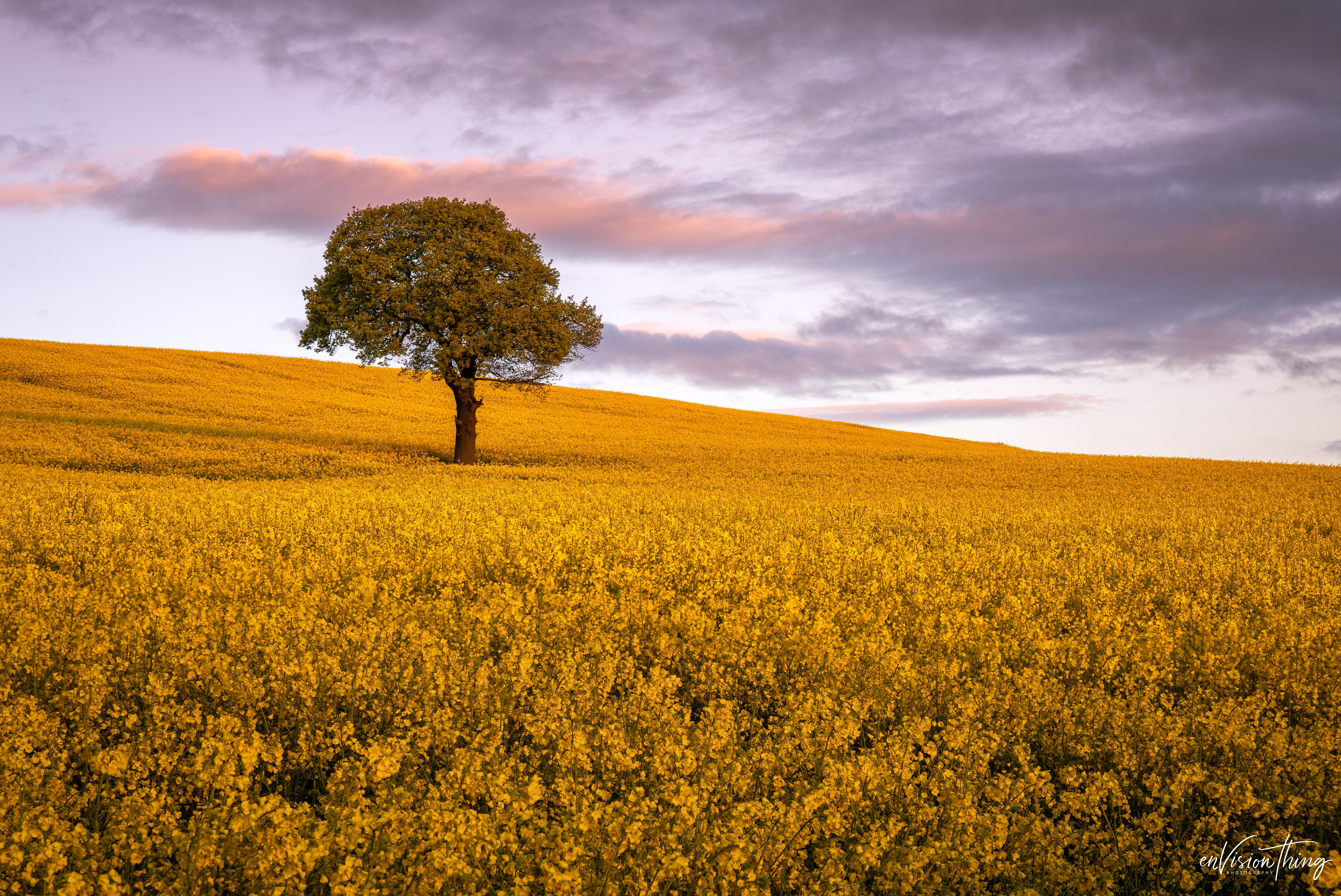 Download mobile wallpaper Flower, Tree, Earth, Field, Yellow Flower, Rapeseed for free.
