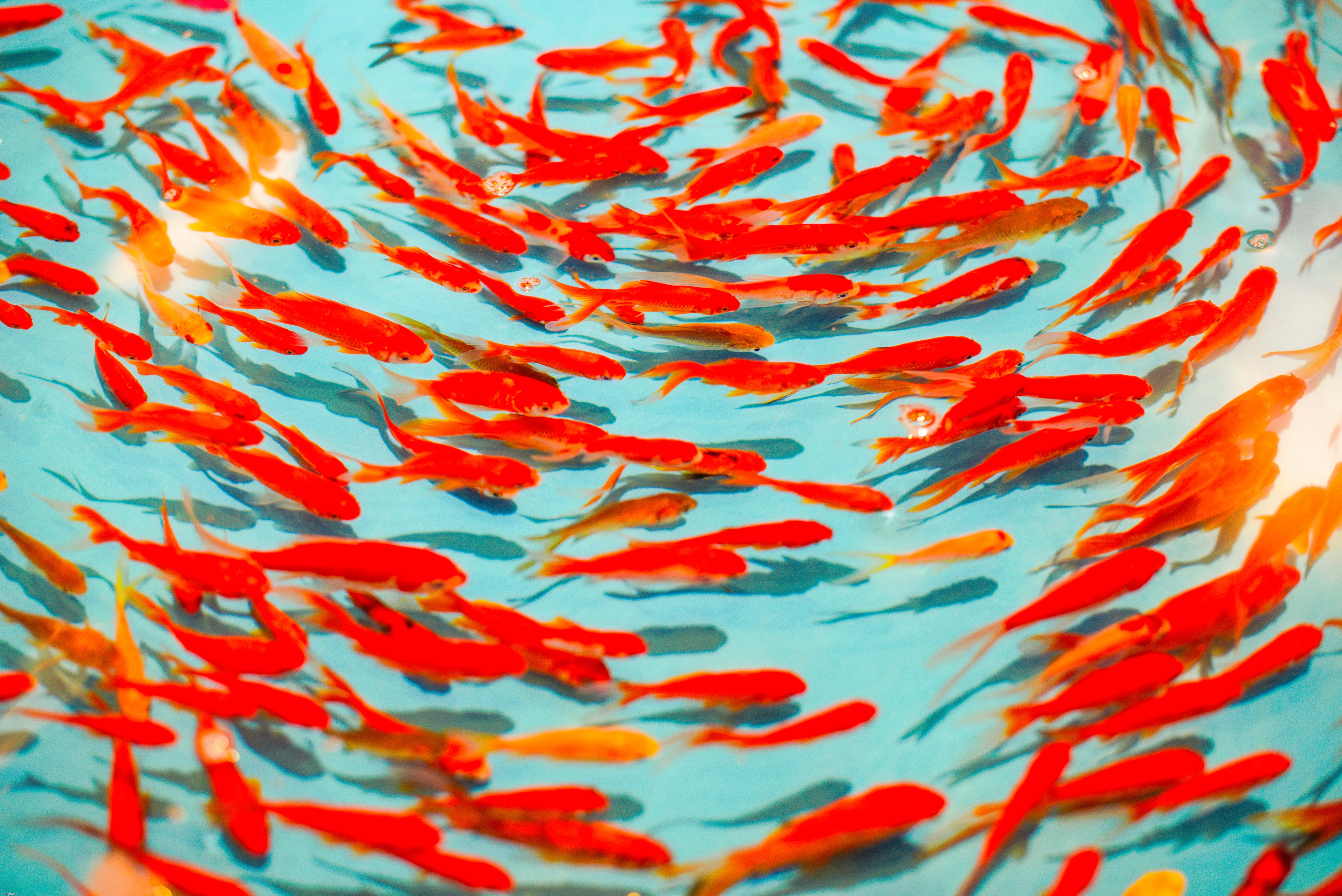 154707壁紙のダウンロード動物, 水, 魚, 赤, 赤い, 泳ぐには, 泳ぐ-スクリーンセーバーと写真を無料で