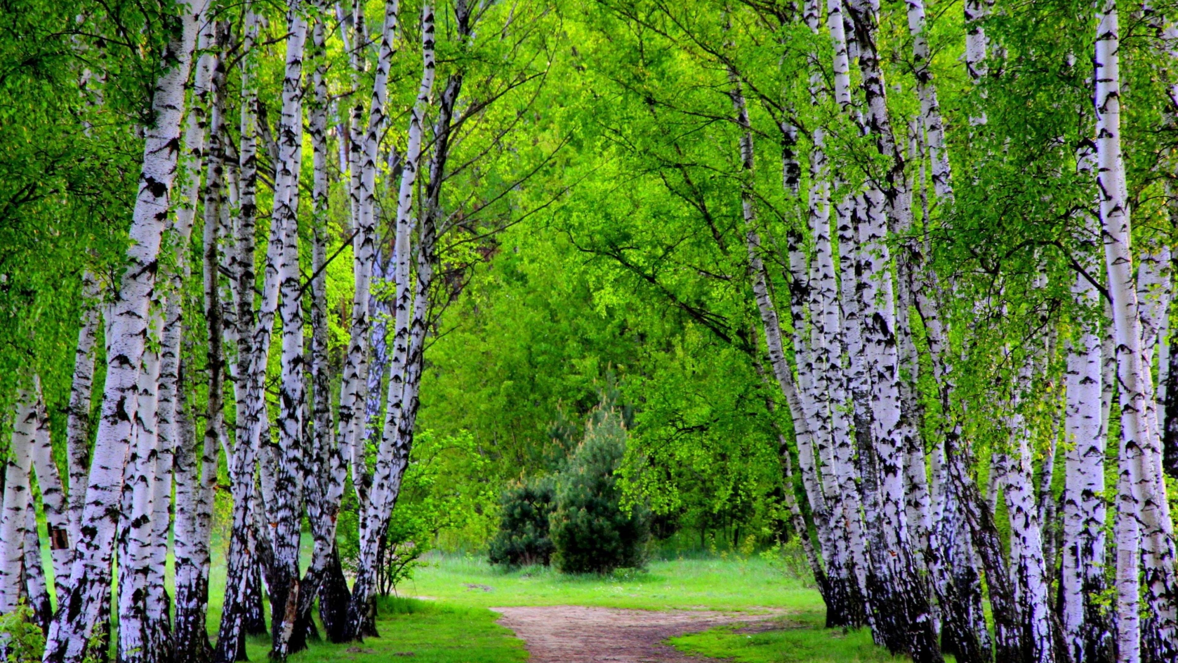 Laden Sie das Birken, Erde/natur-Bild kostenlos auf Ihren PC-Desktop herunter