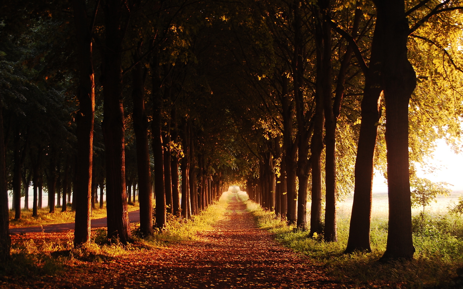 PCデスクトップに風景, 木, 道路, 秋画像を無料でダウンロード