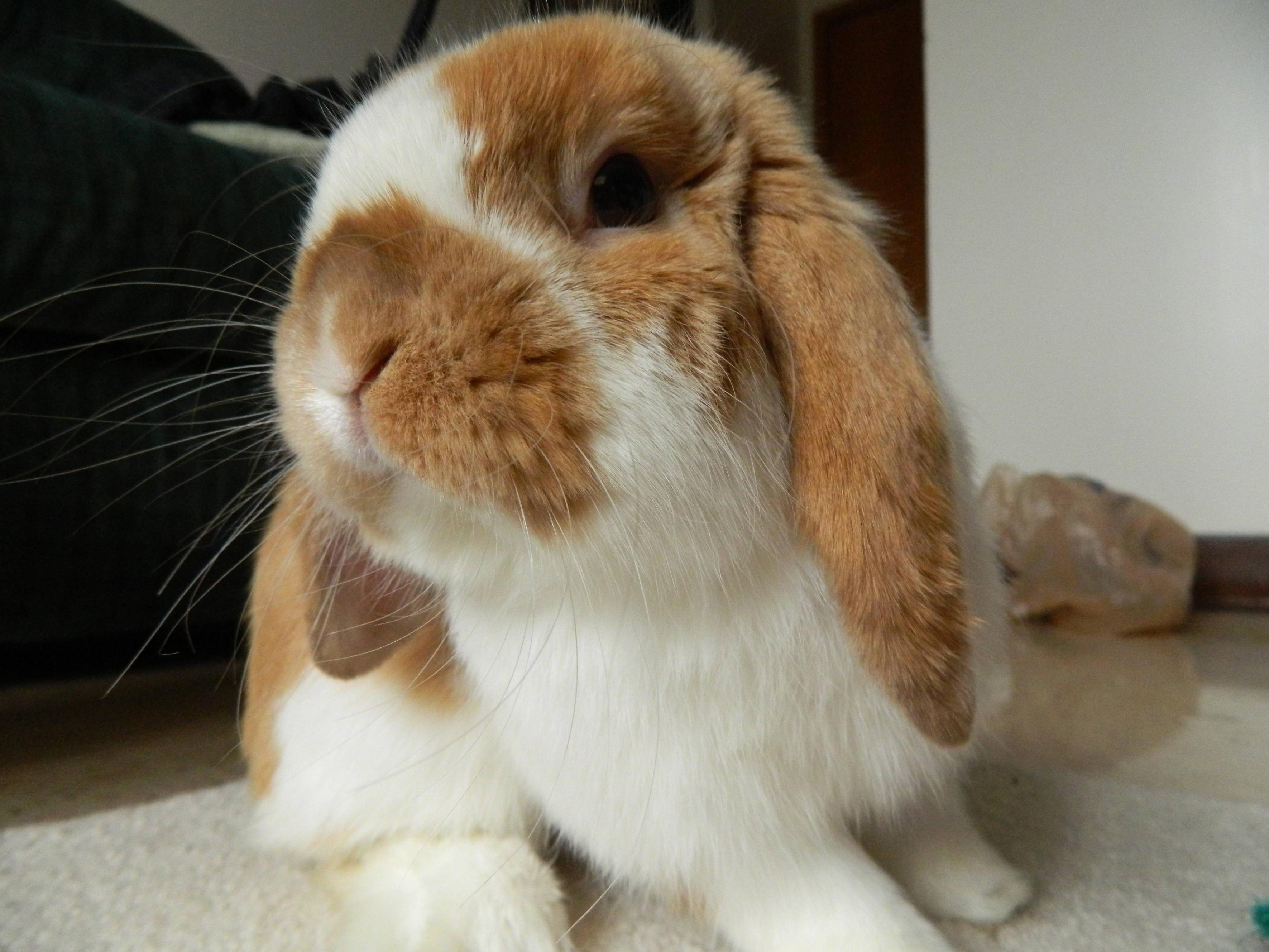 Téléchargez gratuitement l'image Animaux, Lapin sur le bureau de votre PC