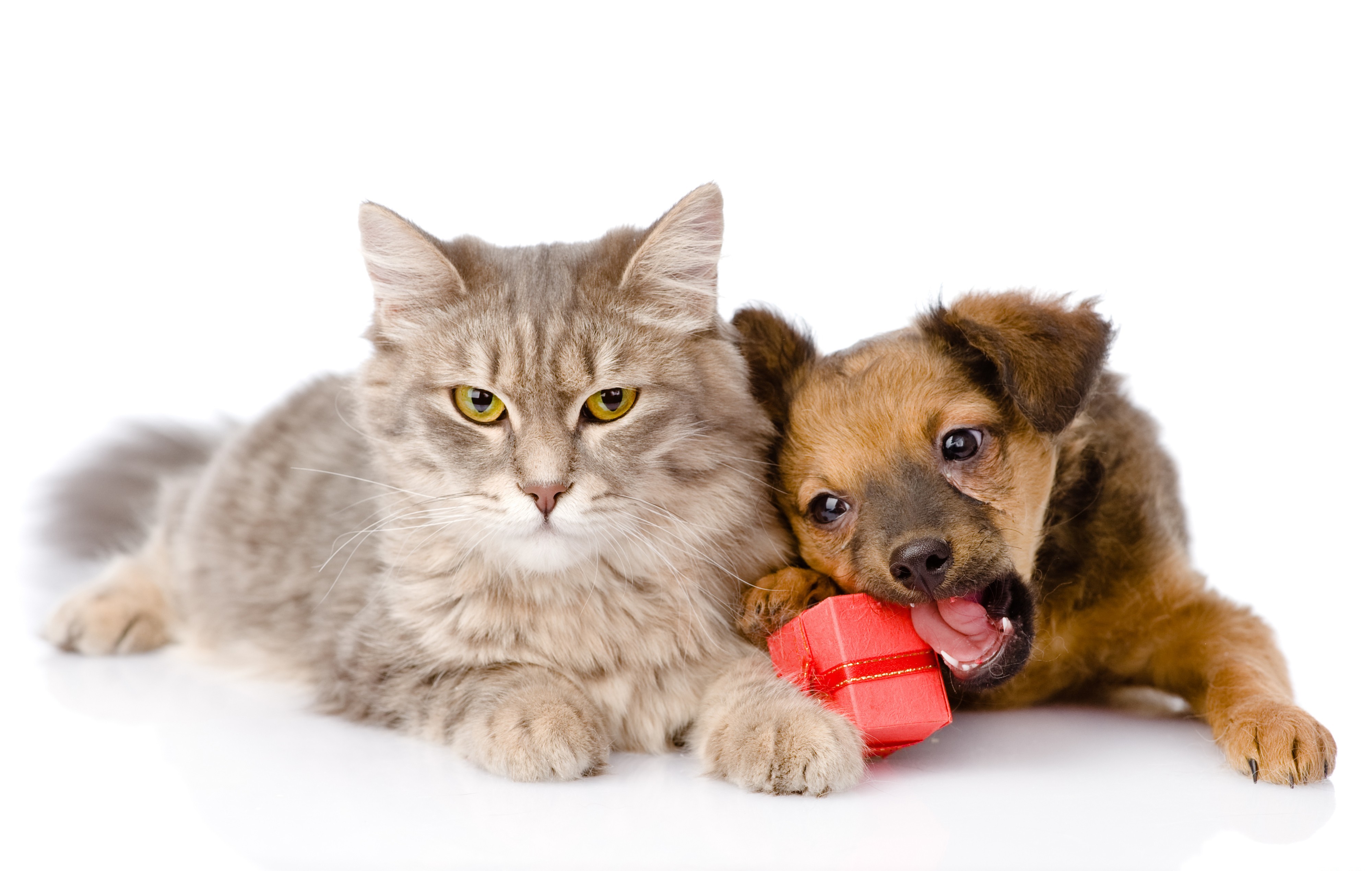 Laden Sie das Tiere, Katze, Hund, Welpen, Geschenk, Katz & Hund-Bild kostenlos auf Ihren PC-Desktop herunter