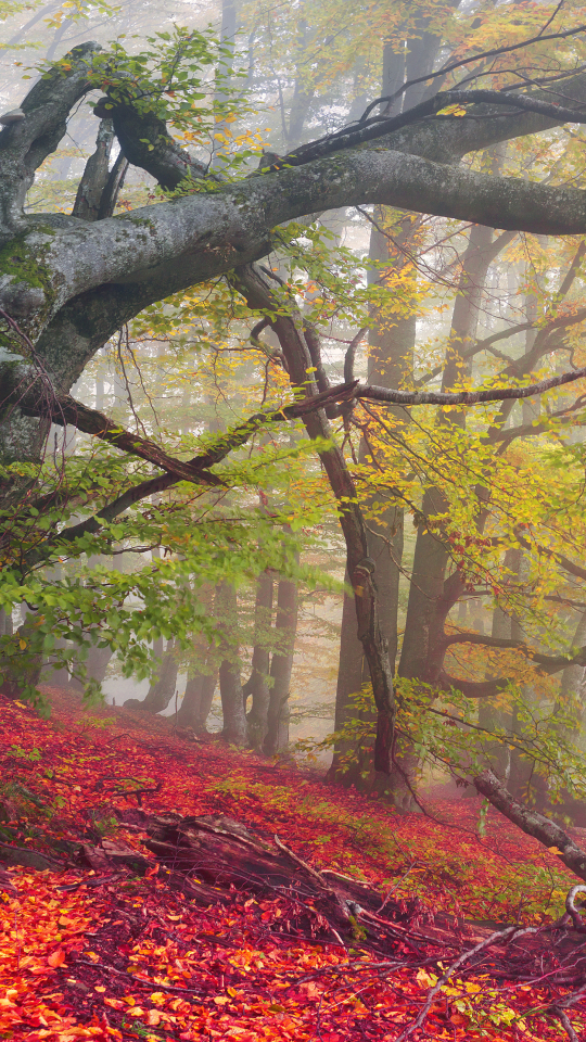 Скачать картинку Природа, Осень, Лес, Дерево, Туман, Падать, Земля/природа в телефон бесплатно.