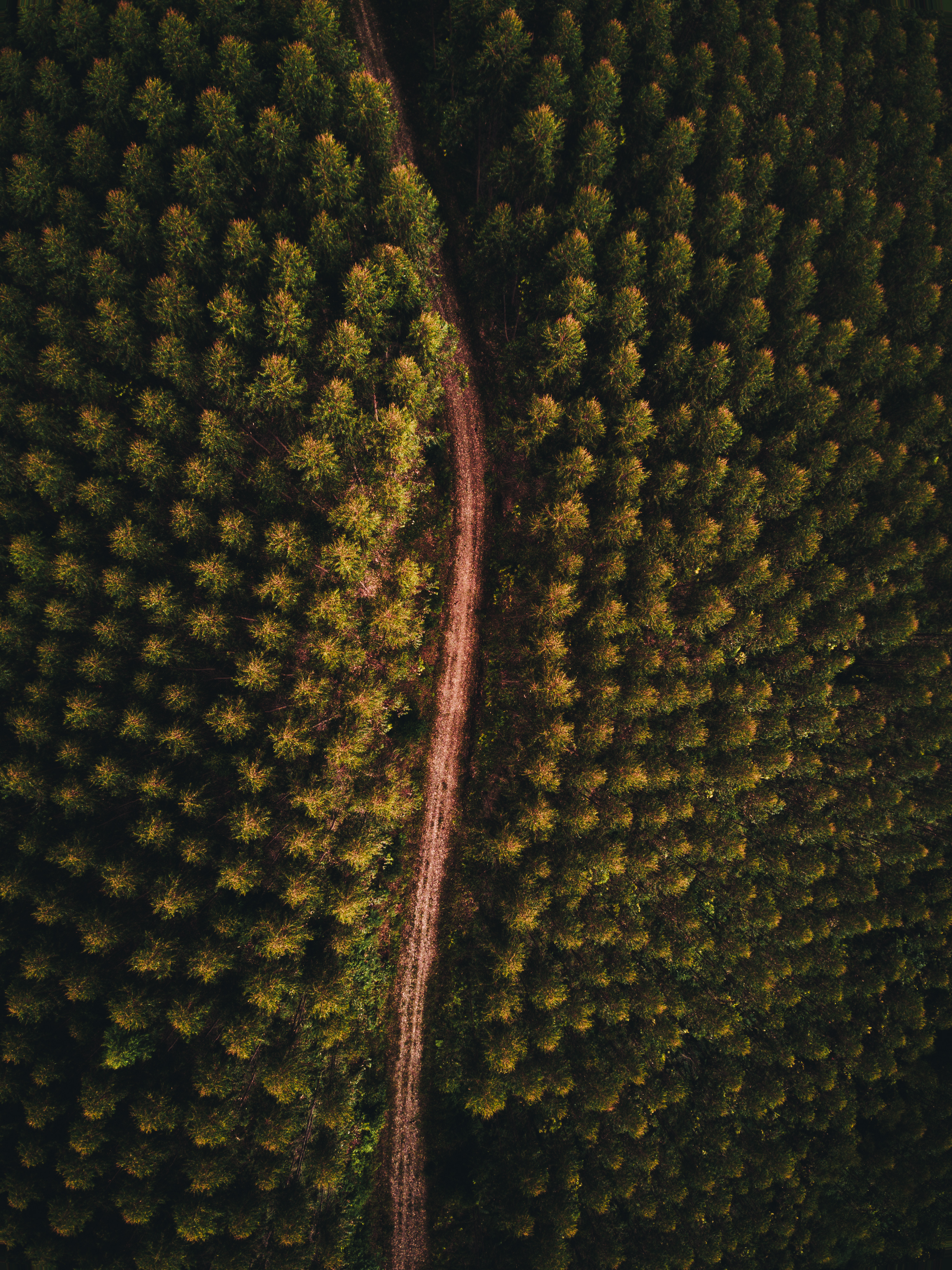 Download mobile wallpaper Top, Road, Tops, View From Above, Trees, Nature, Forest for free.