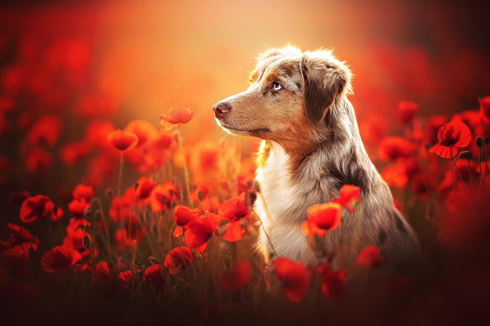 Handy-Wallpaper Tiere, Hunde, Mohn, Sommer, Hund, Border Collie, Rote Blume kostenlos herunterladen.