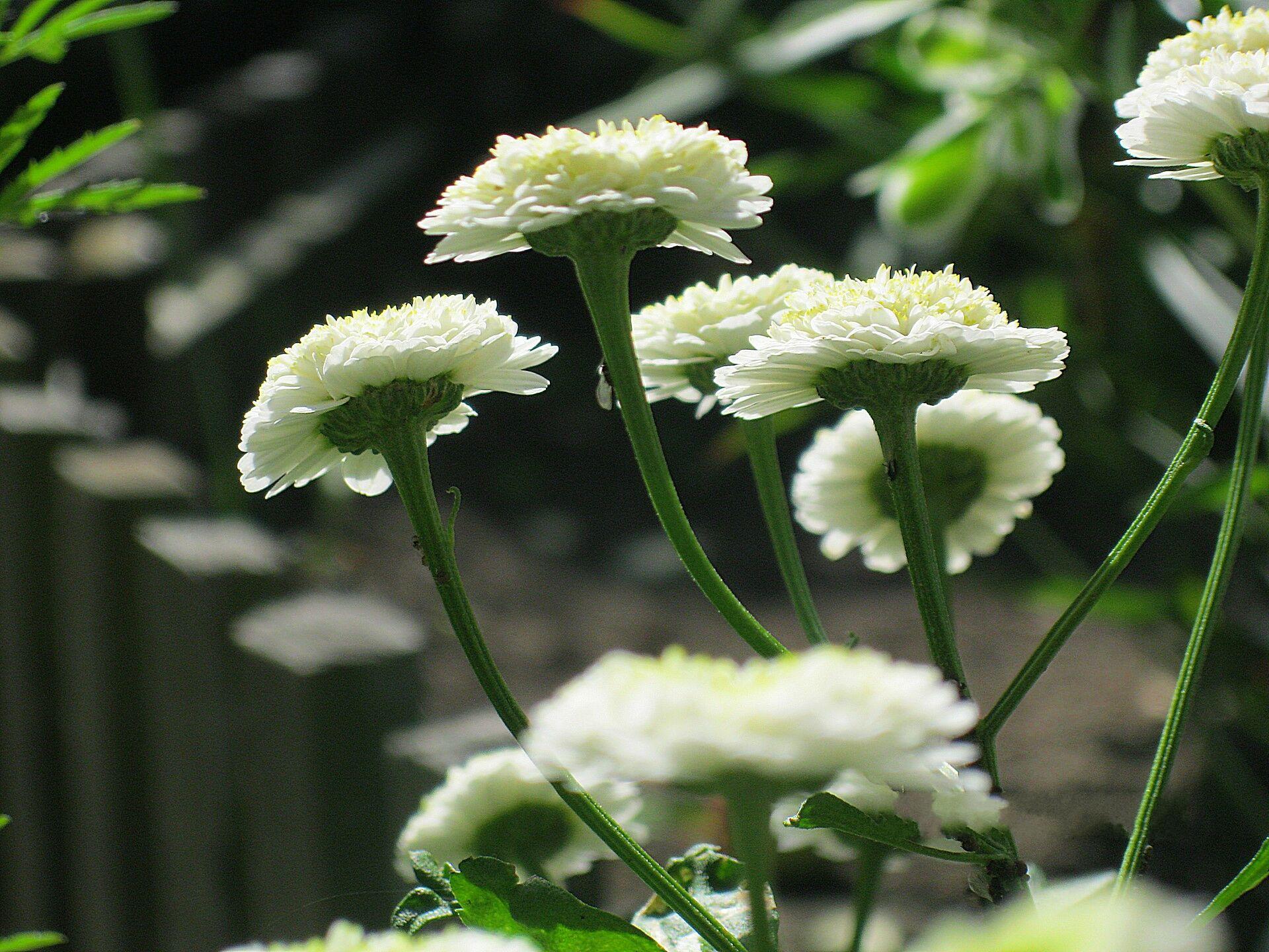 Handy-Wallpaper Blumen, Blume, Erde/natur kostenlos herunterladen.