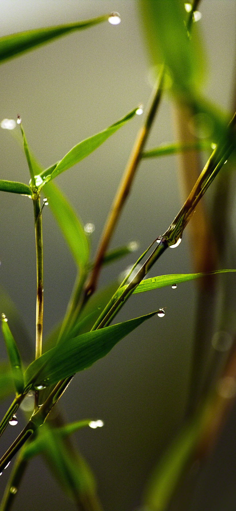 Download mobile wallpaper Earth, Bamboo, Water Drop for free.
