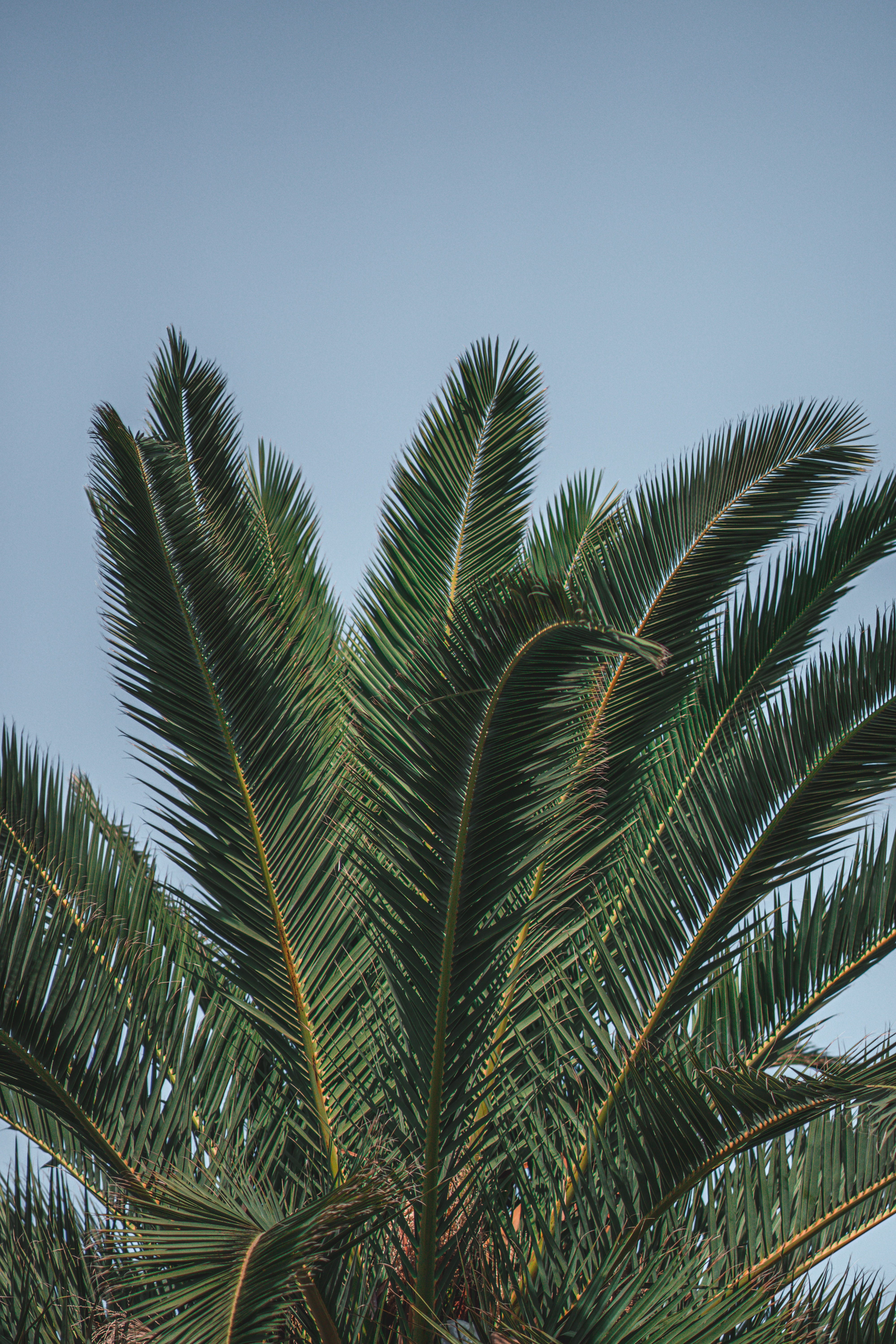 Download mobile wallpaper Top, Palm, Branches, Leaves, Nature for free.