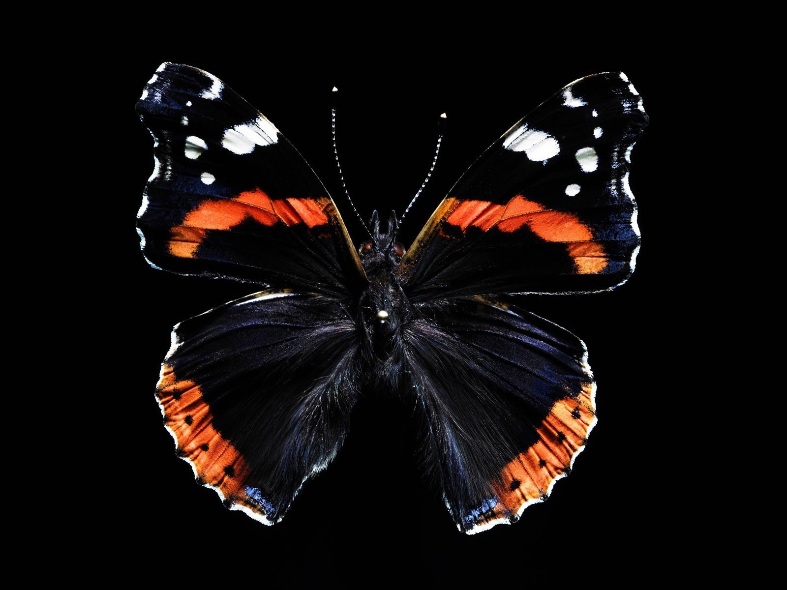 1462839 Bildschirmschoner und Hintergrundbilder Schmetterlinge auf Ihrem Telefon. Laden Sie  Bilder kostenlos herunter