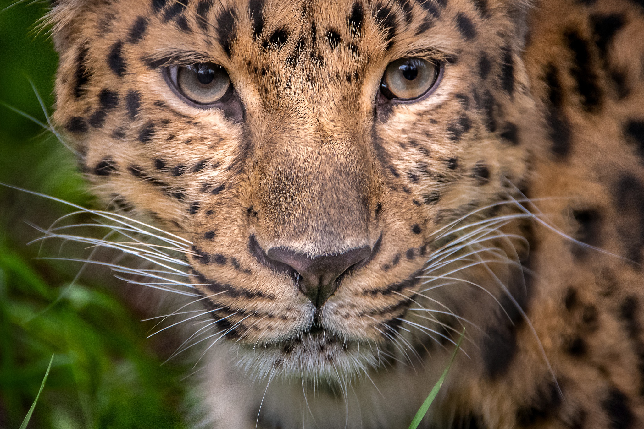 Baixar papel de parede para celular de Animais, Gatos, Leopardo gratuito.