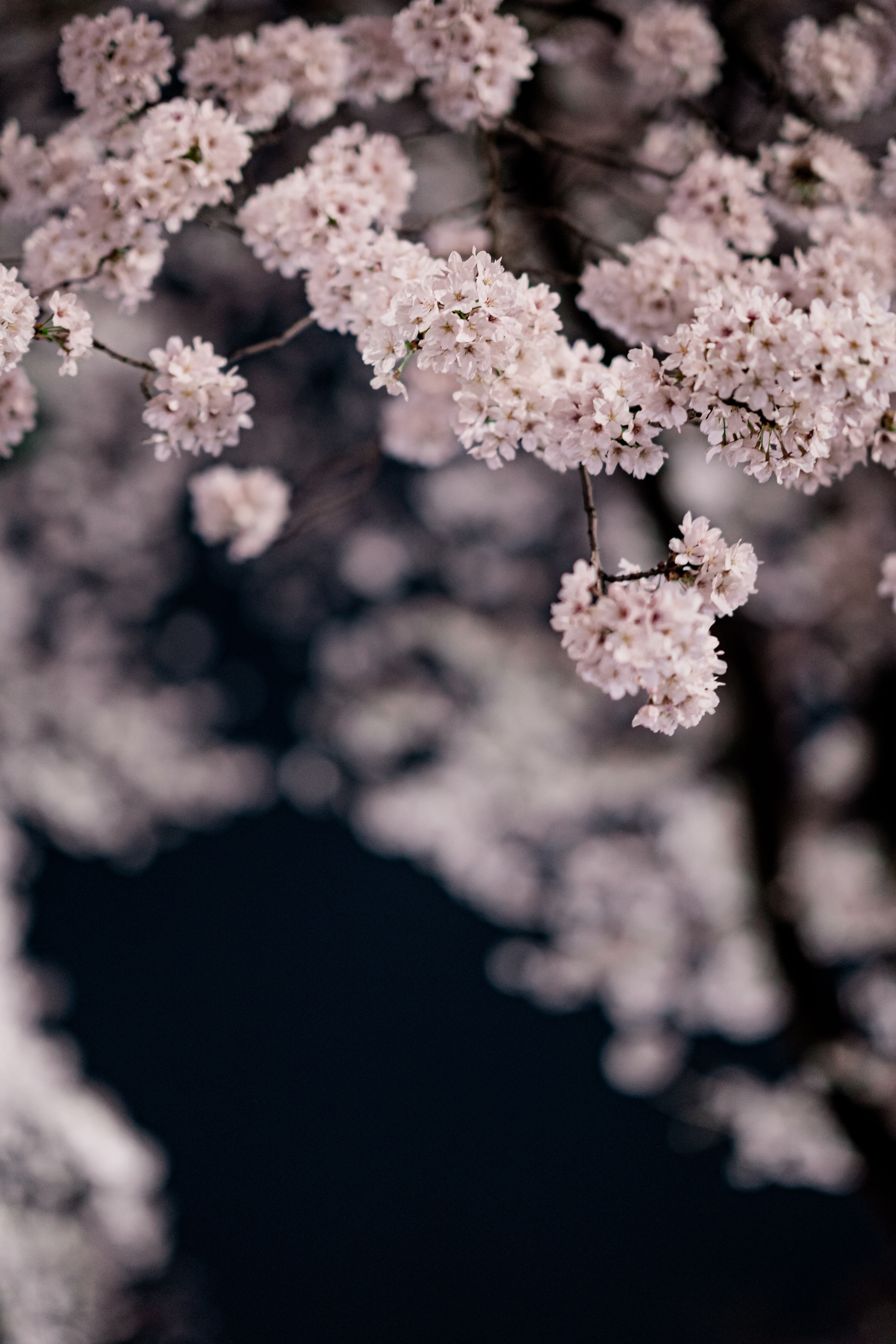 spring, flowers, cherry, macro, petals, branches 32K