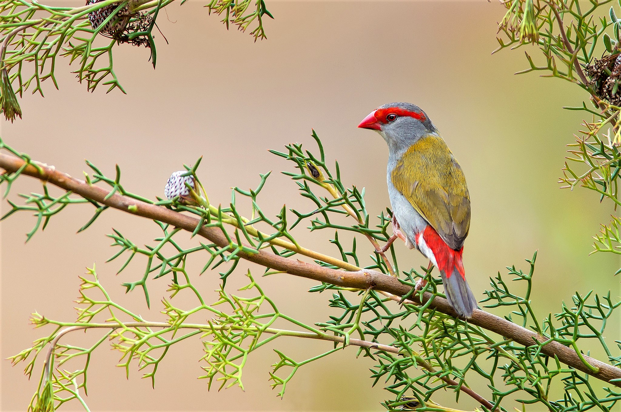 Free download wallpaper Birds, Bird, Branch, Animal on your PC desktop