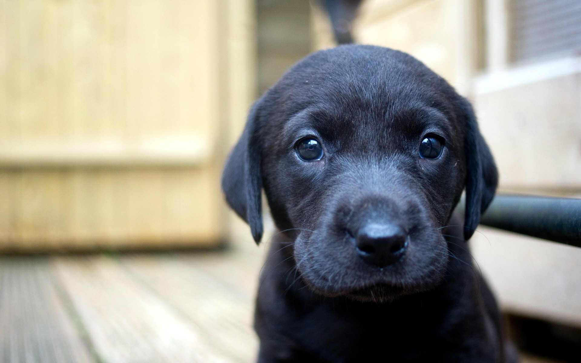 Handy-Wallpaper Tiere, Hund kostenlos herunterladen.