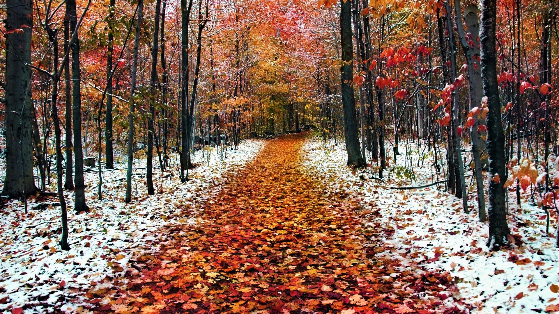Descarga gratis la imagen Otoño, Nieve, Camino, Bosque, Escarcha, Tierra/naturaleza en el escritorio de tu PC