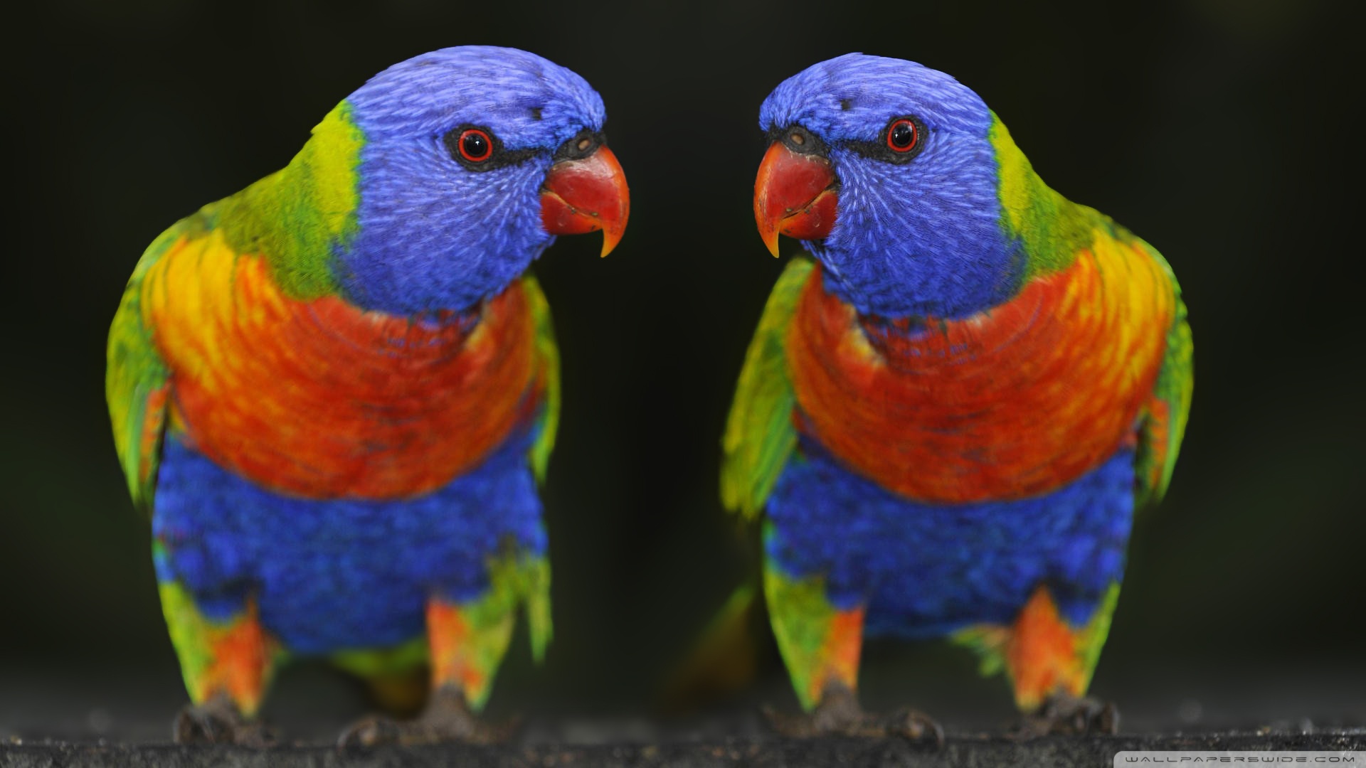 Download mobile wallpaper Rainbow Lorikeet, Bird, Birds, Animal for free.