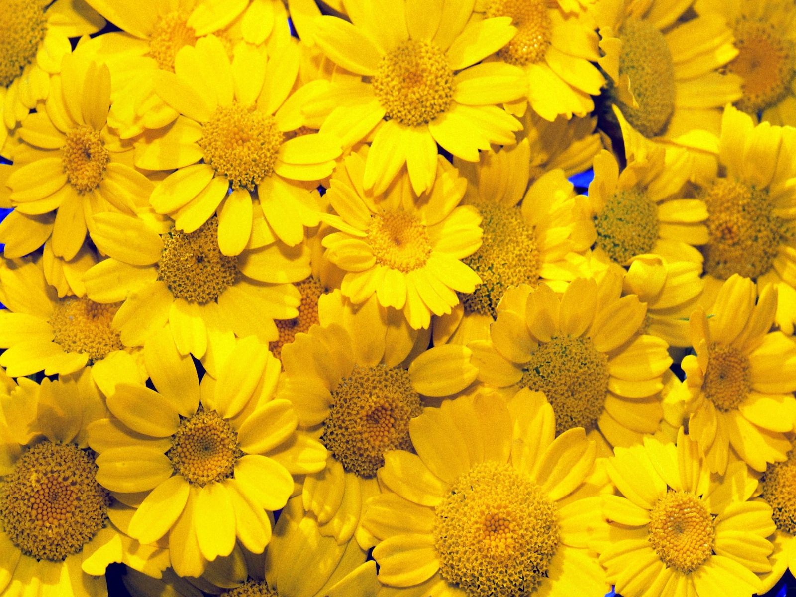 50635 free download Yellow wallpapers for phone,  Yellow images and screensavers for mobile