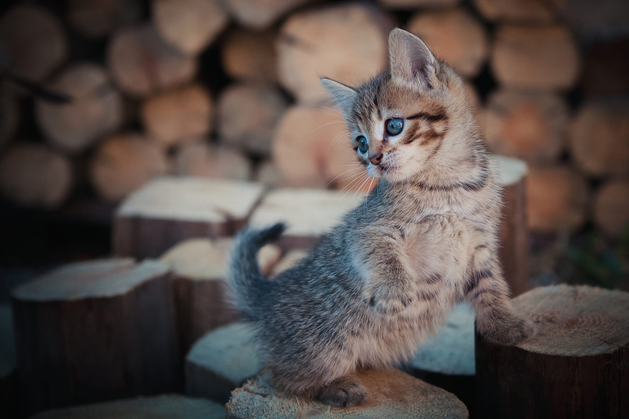 Download mobile wallpaper Cats, Cat, Kitten, Animal, Baby Animal, Depth Of Field for free.