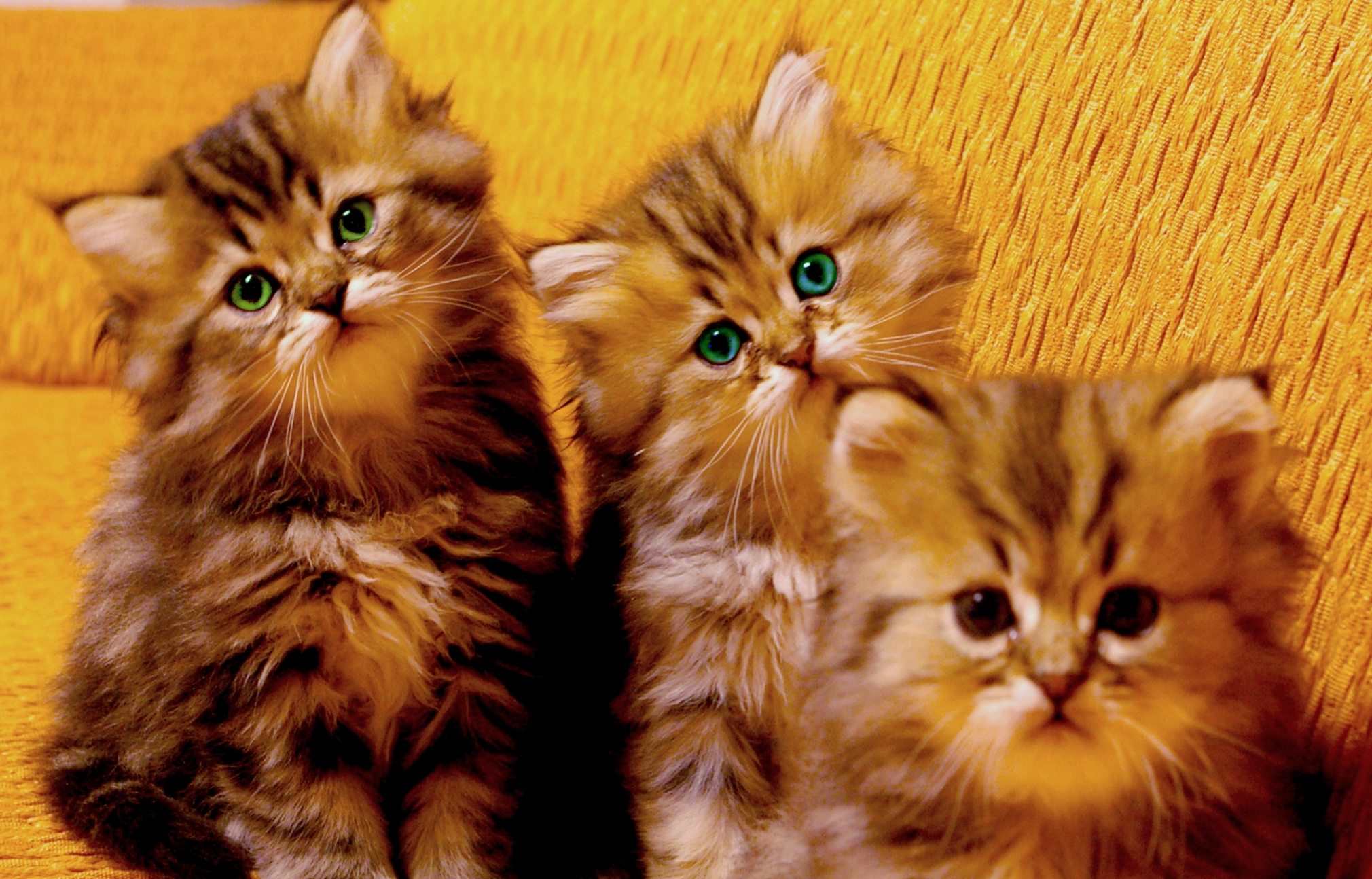 402851 télécharger l'image chaton, animaux, chat, mignon, duveteux, chats - fonds d'écran et économiseurs d'écran gratuits