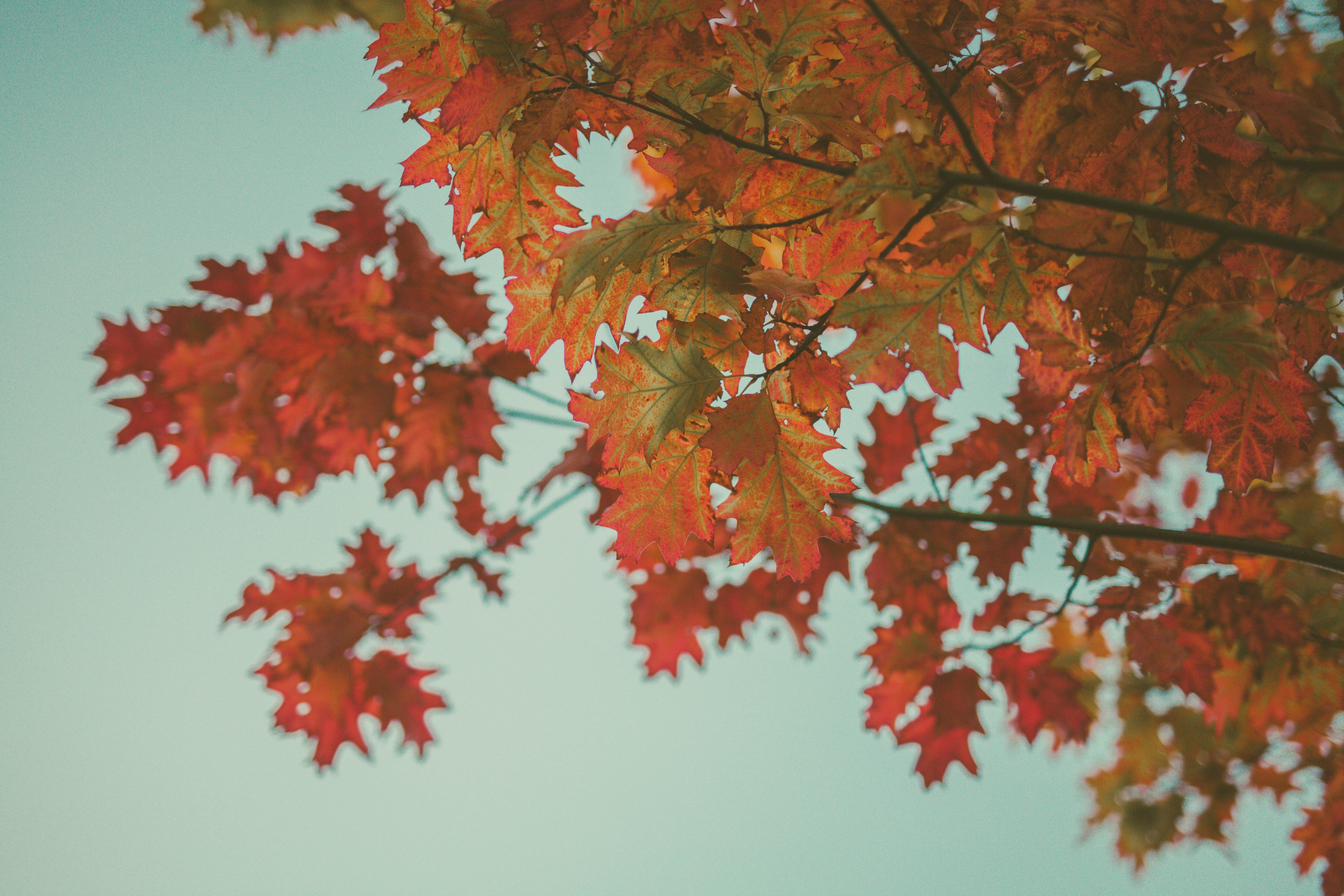 Download mobile wallpaper Maple, Branches, Autumn, Nature, Leaves for free.