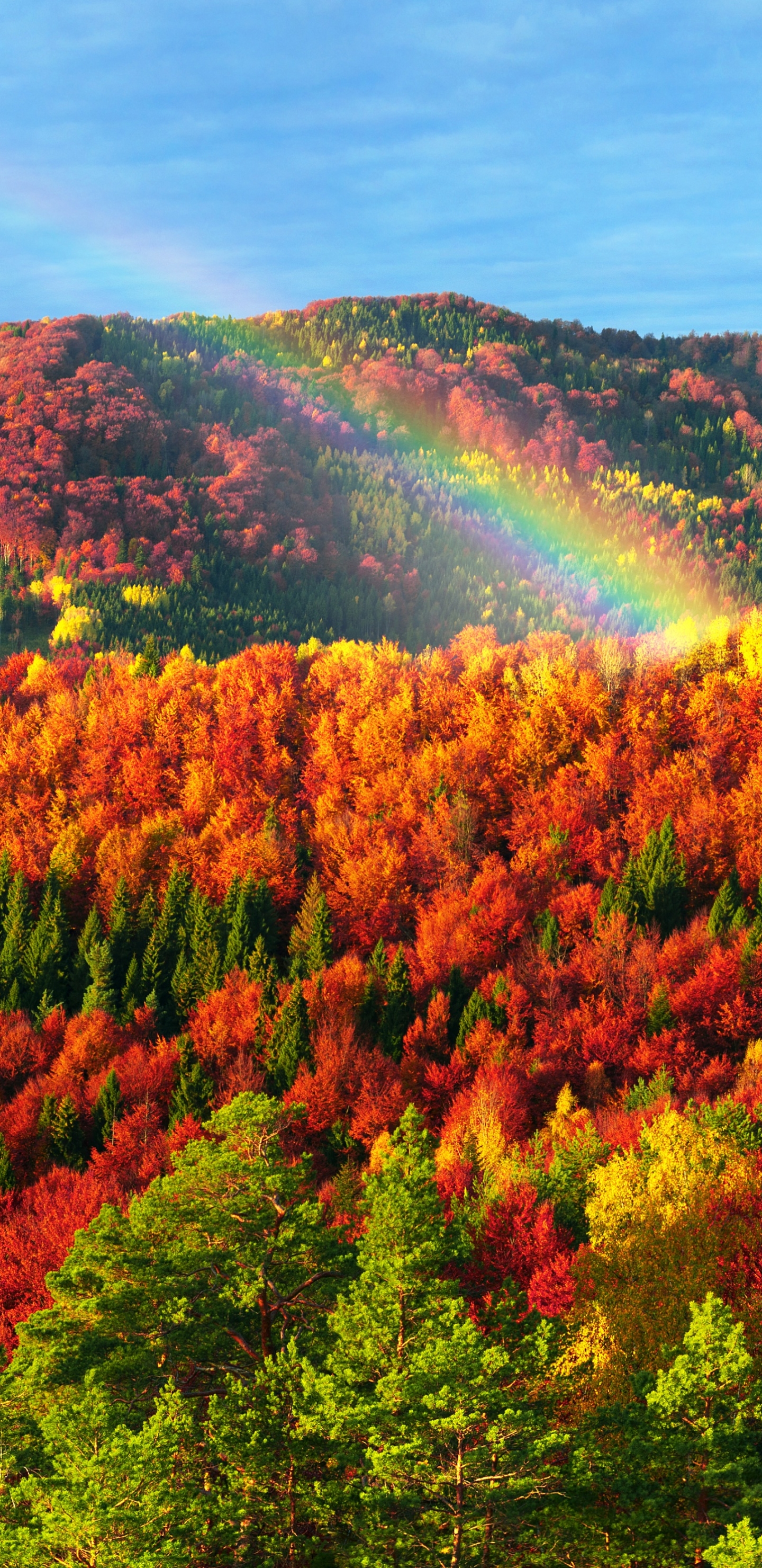Handy-Wallpaper Landschaft, Natur, Herbst, Regenbogen, Wald, Erde/natur kostenlos herunterladen.