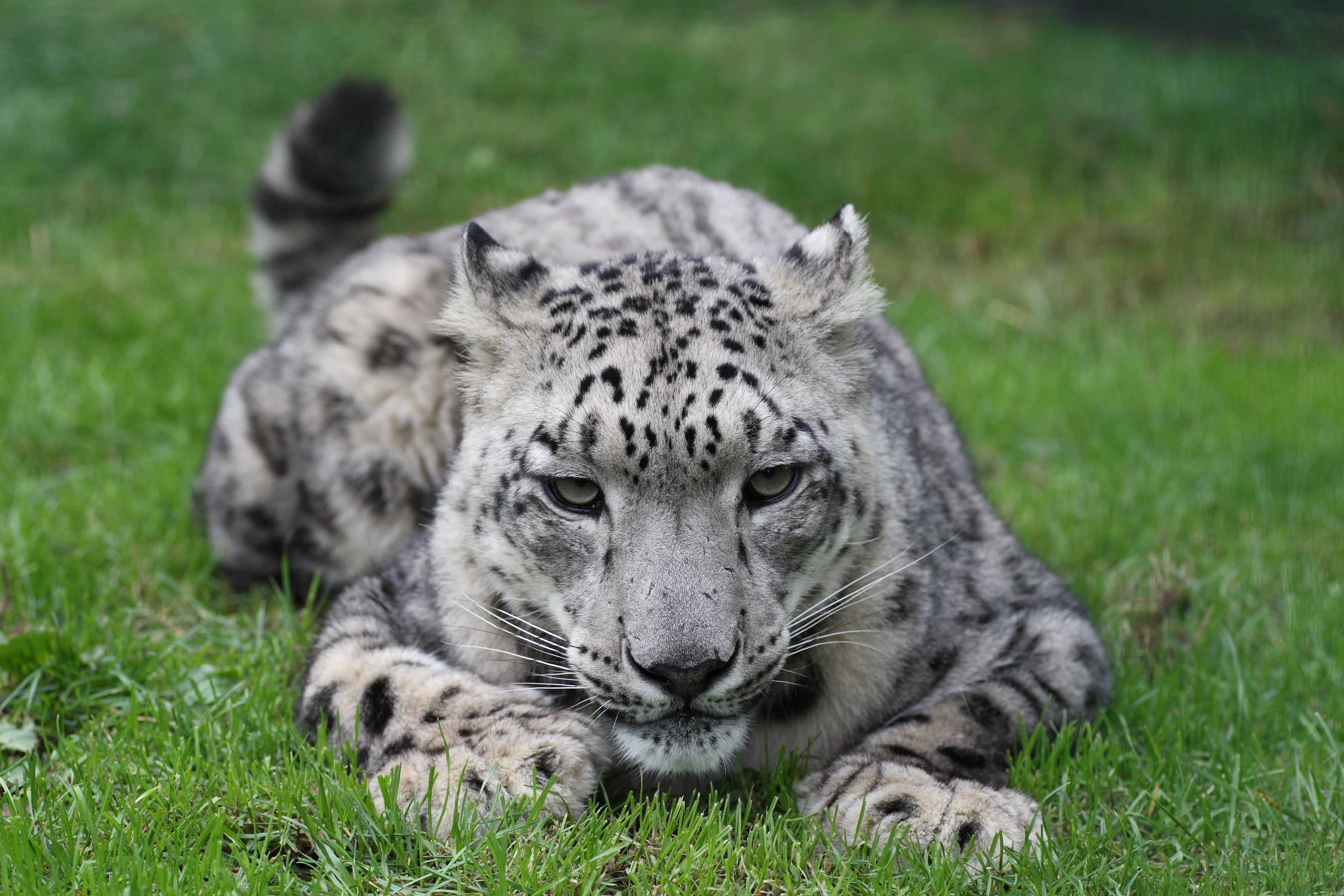 snow leopard, animal, cats