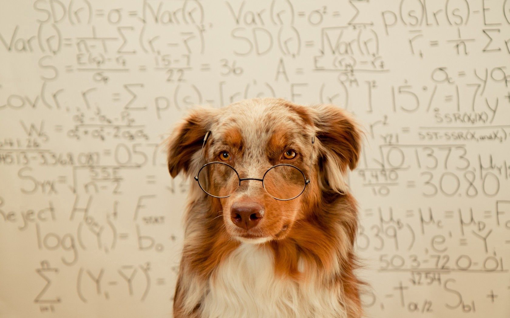 animals, background, dog, glasses, spectacles