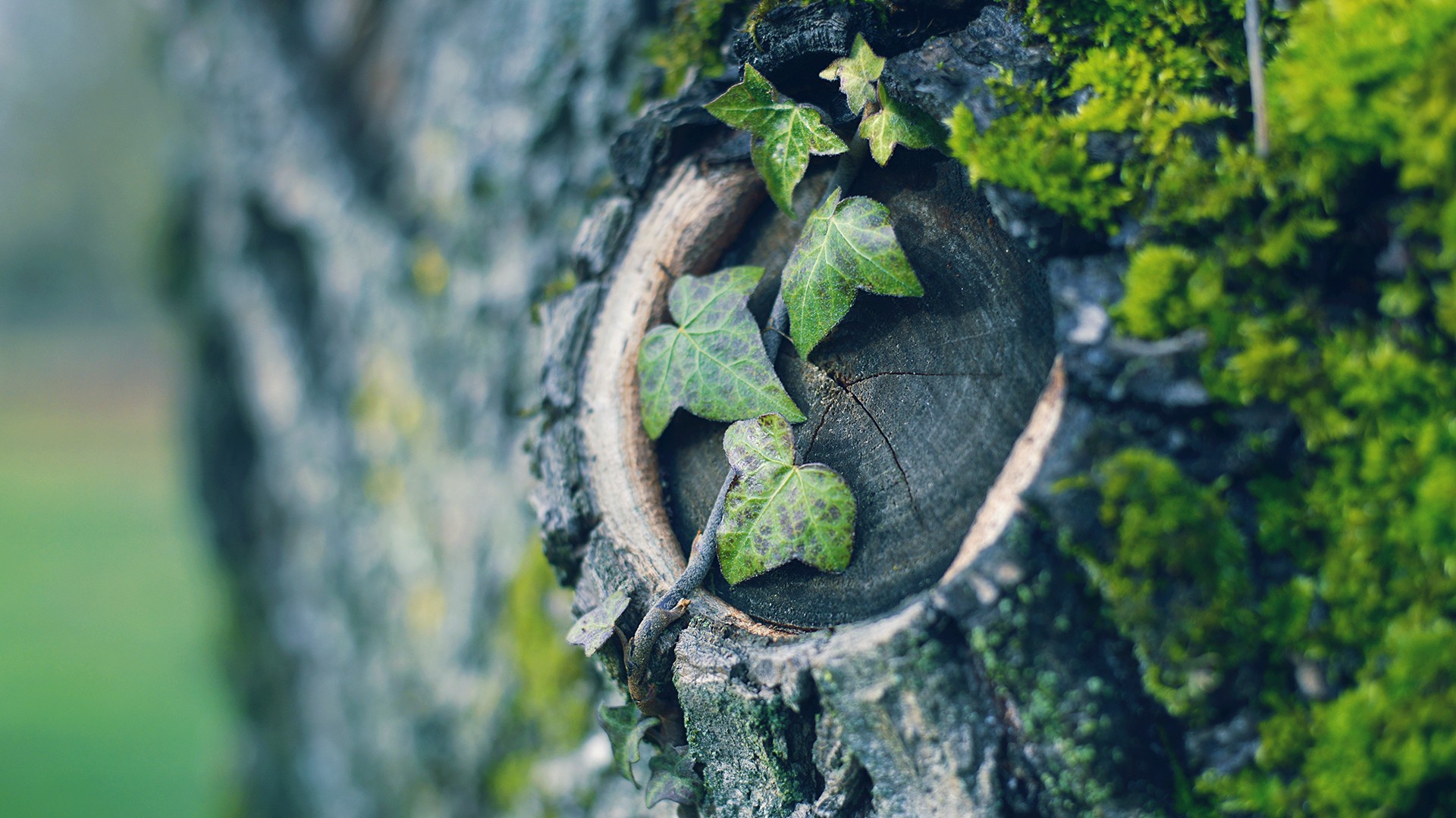 Free download wallpaper Nature, Vine, Macro, Leaf, Moss, Photography on your PC desktop