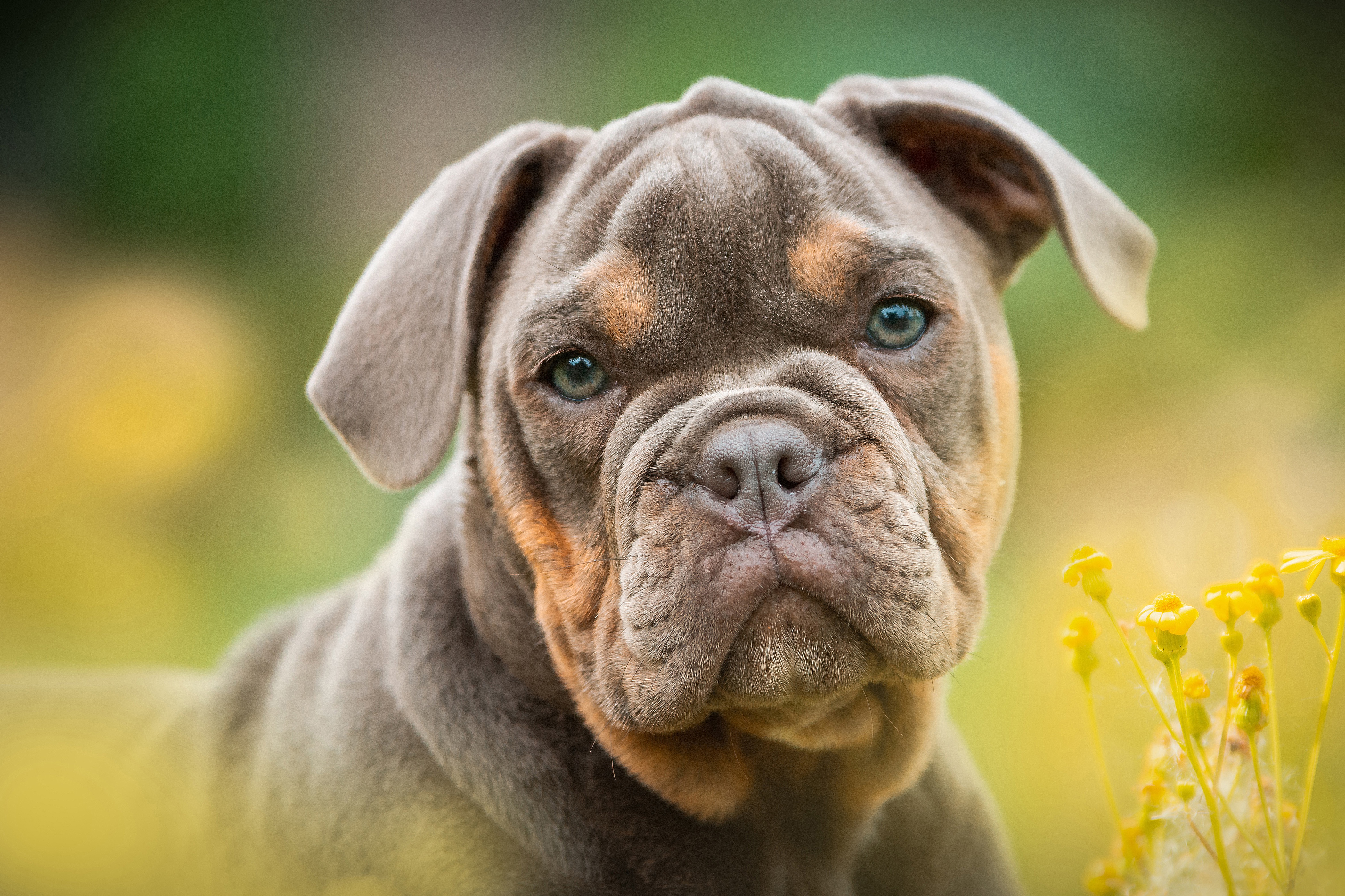 Download mobile wallpaper Dogs, Dog, Animal, Puppy, Bulldog, Baby Animal for free.
