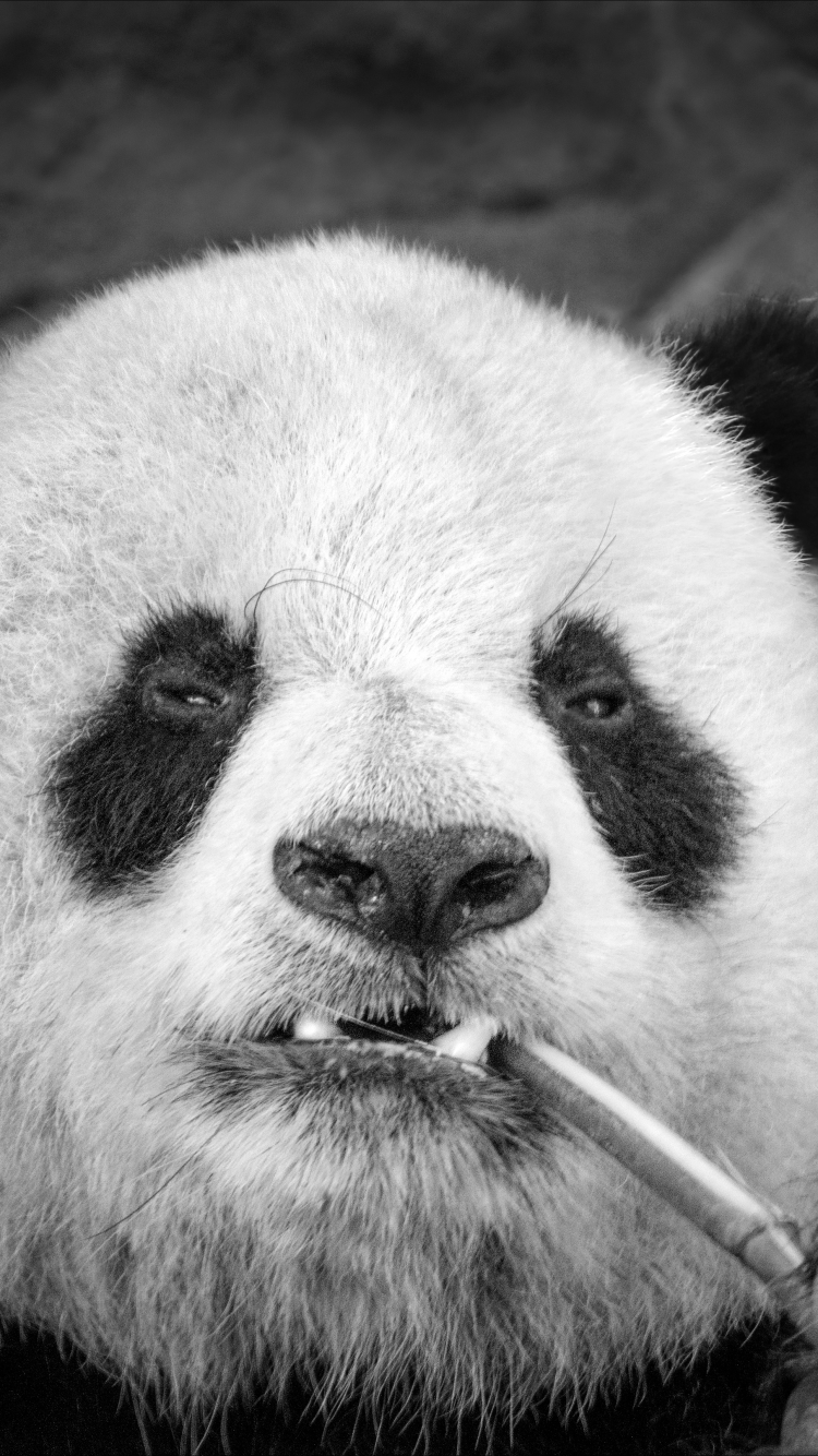 Download mobile wallpaper Animal, Panda, Black & White for free.