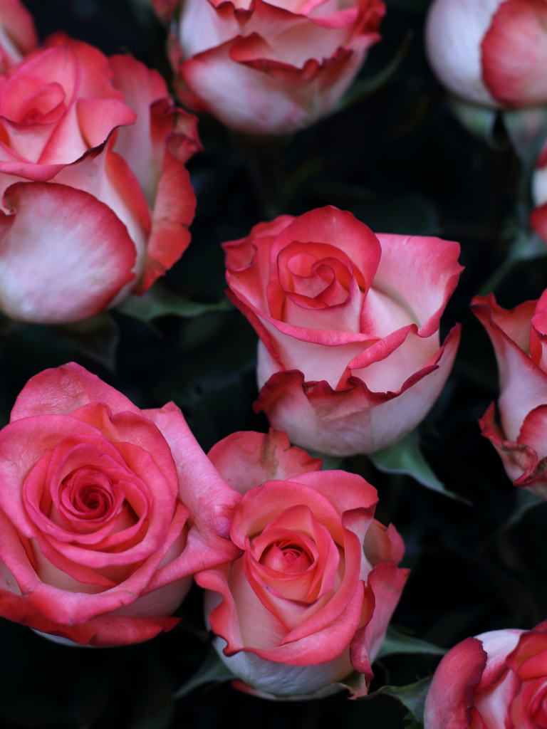 Descarga gratuita de fondo de pantalla para móvil de Flores, Rosa, Flor, Flor Rosa, Tierra, Tierra/naturaleza.