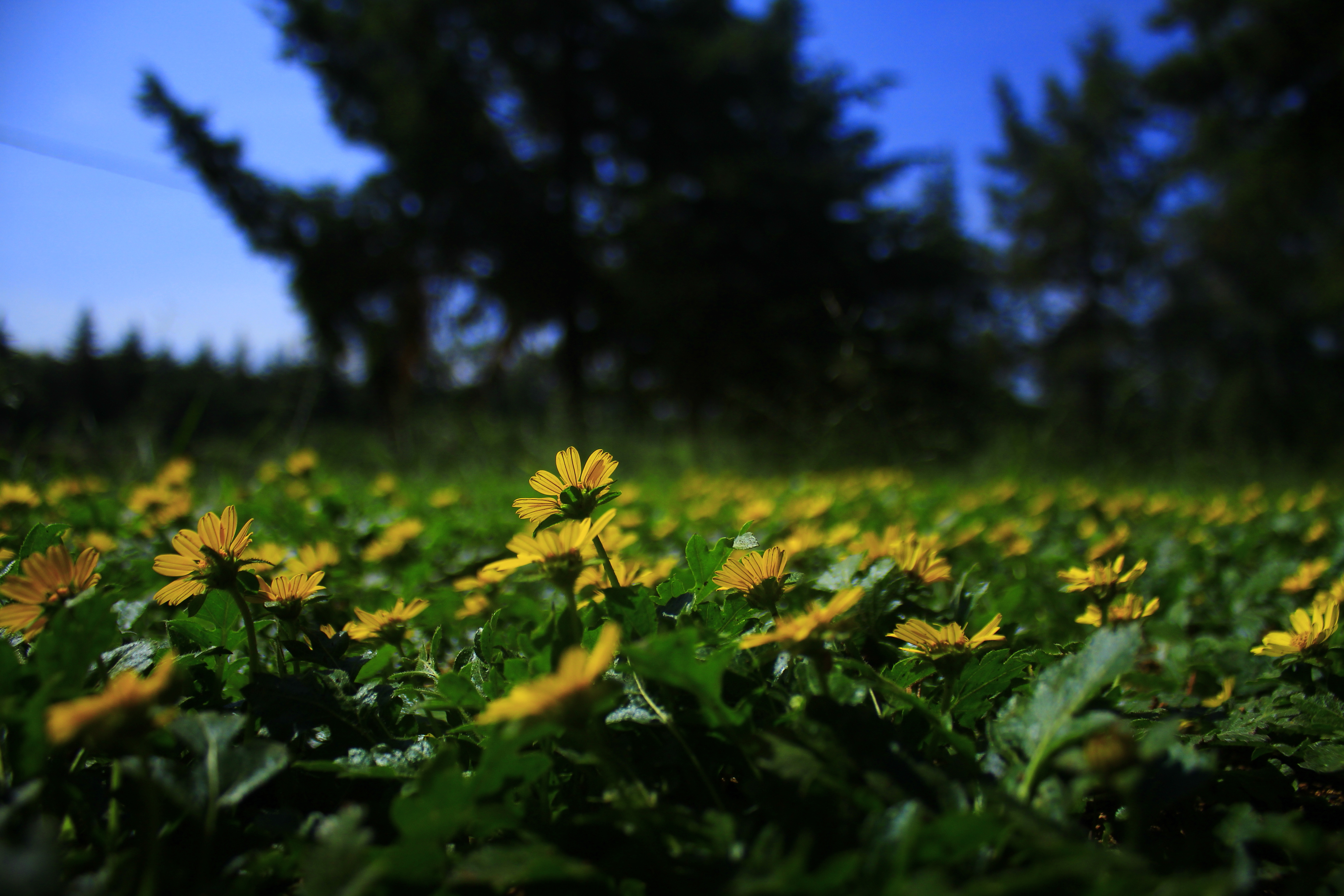 Téléchargez des papiers peints mobile Fleurs, Fleur, Terre/nature gratuitement.