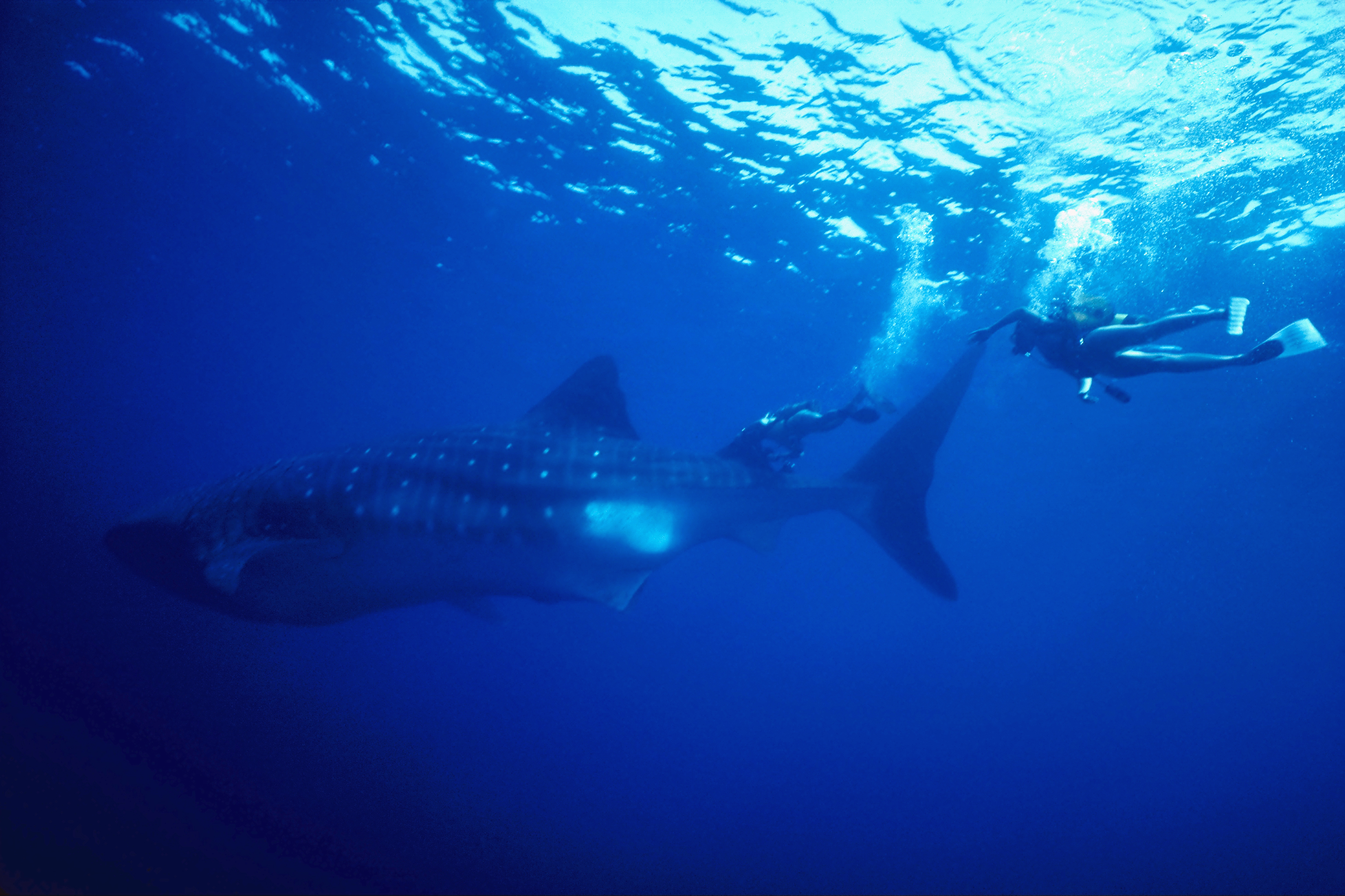 366902 скачать обои животные, китовая акула, акулы - заставки и картинки бесплатно