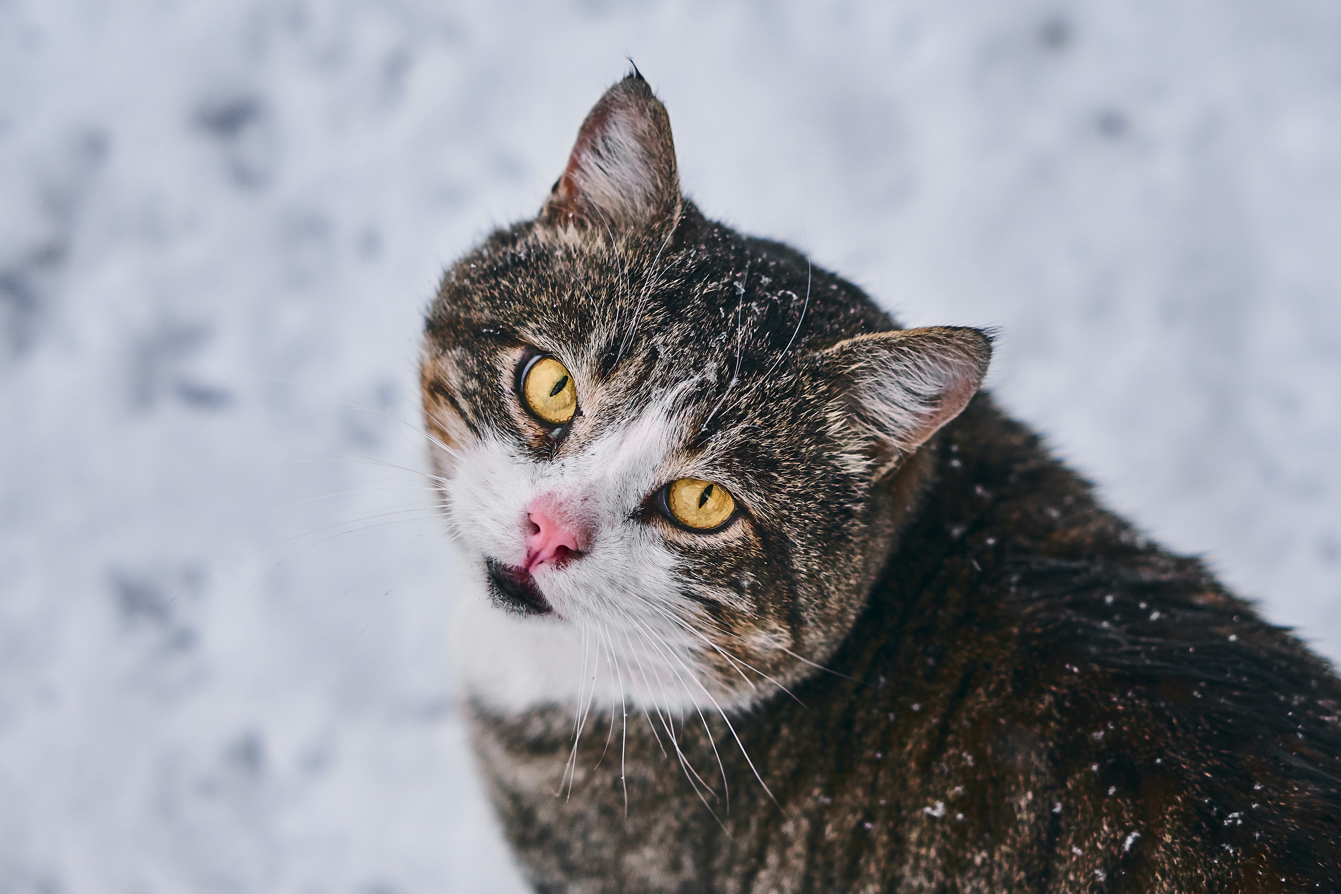 Laden Sie das Tiere, Katzen, Katze, Starren-Bild kostenlos auf Ihren PC-Desktop herunter