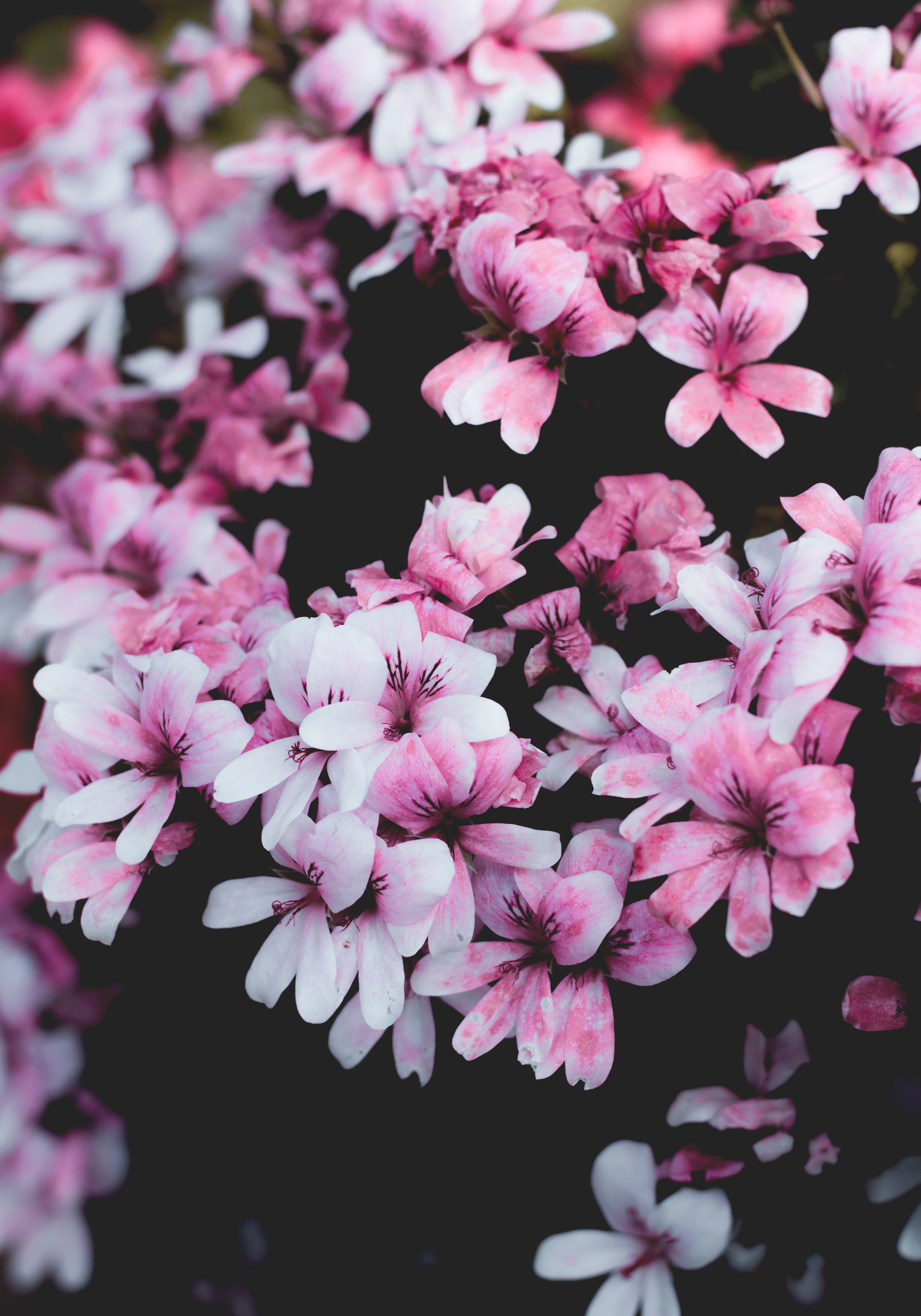 無料モバイル壁紙咲く, ゼラニウム, ブッシュ, フラワーズ, 開花, ピンクをダウンロードします。