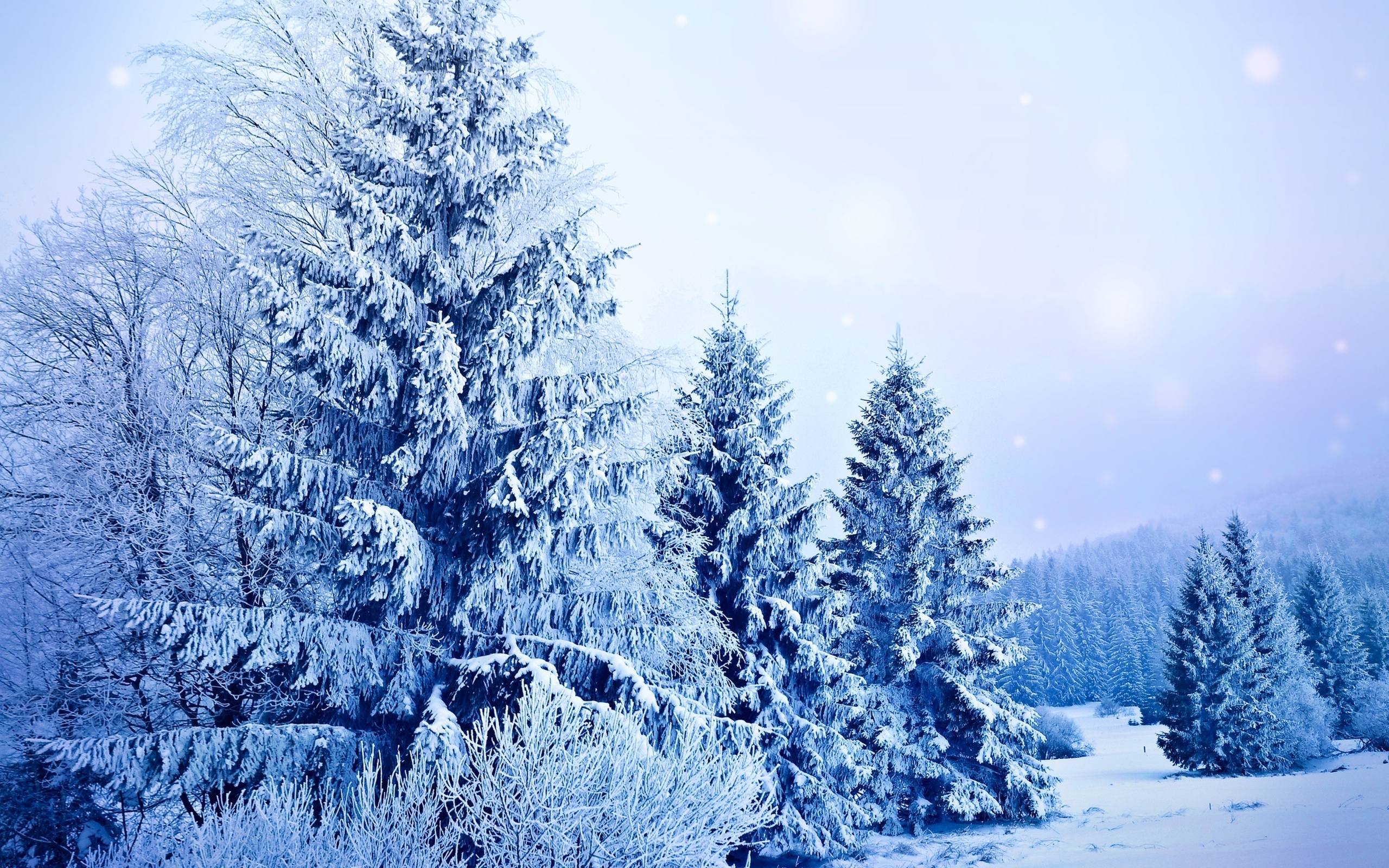 Download mobile wallpaper Winter, Tree, Earth for free.