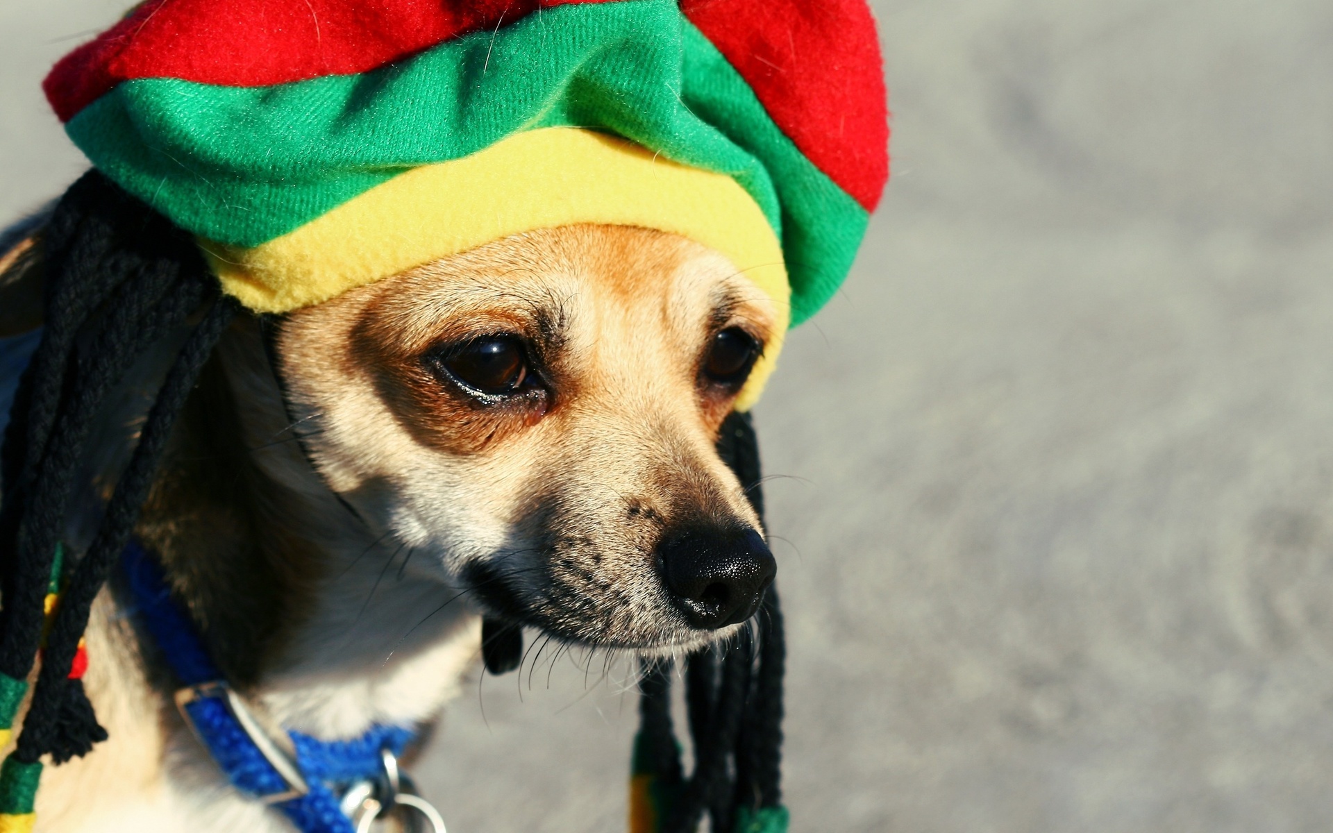 Baixar papel de parede para celular de Animais, Cão gratuito.