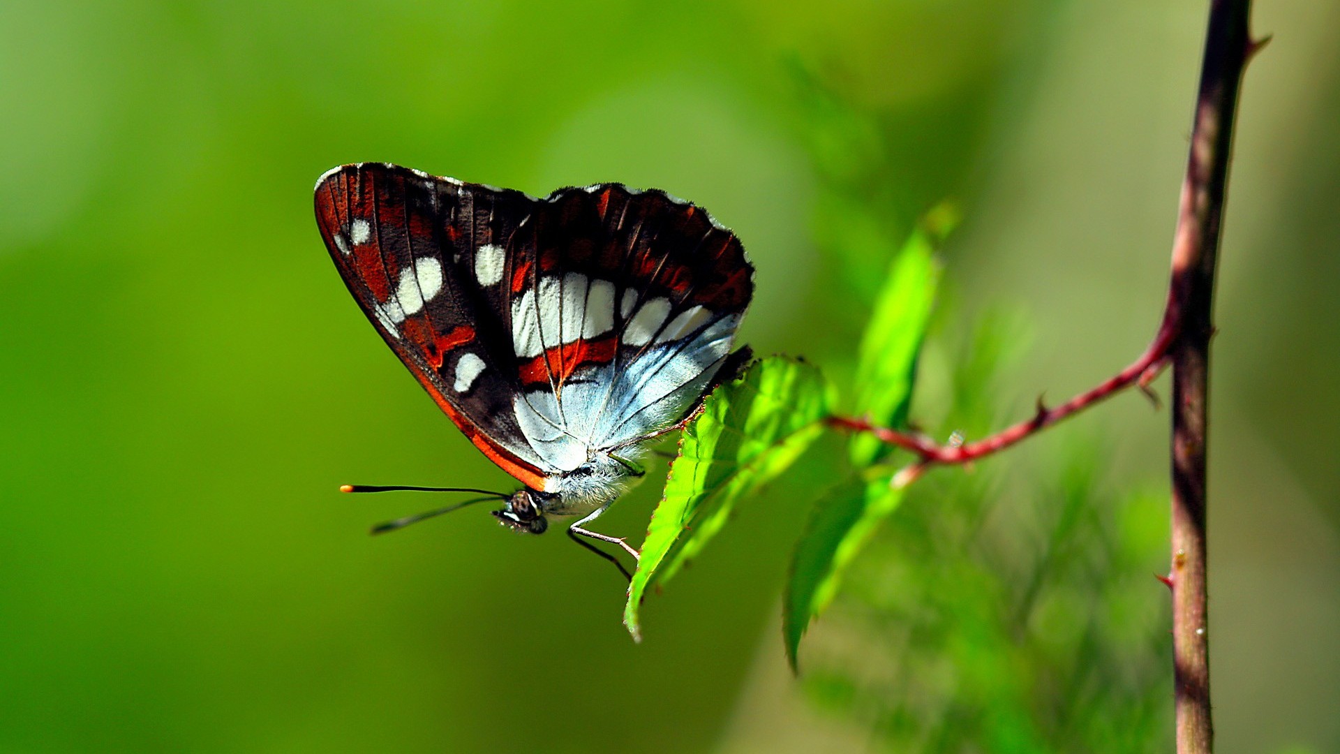 1467606 descargar imagen animales, mariposa, insecto, hoja: fondos de pantalla y protectores de pantalla gratis