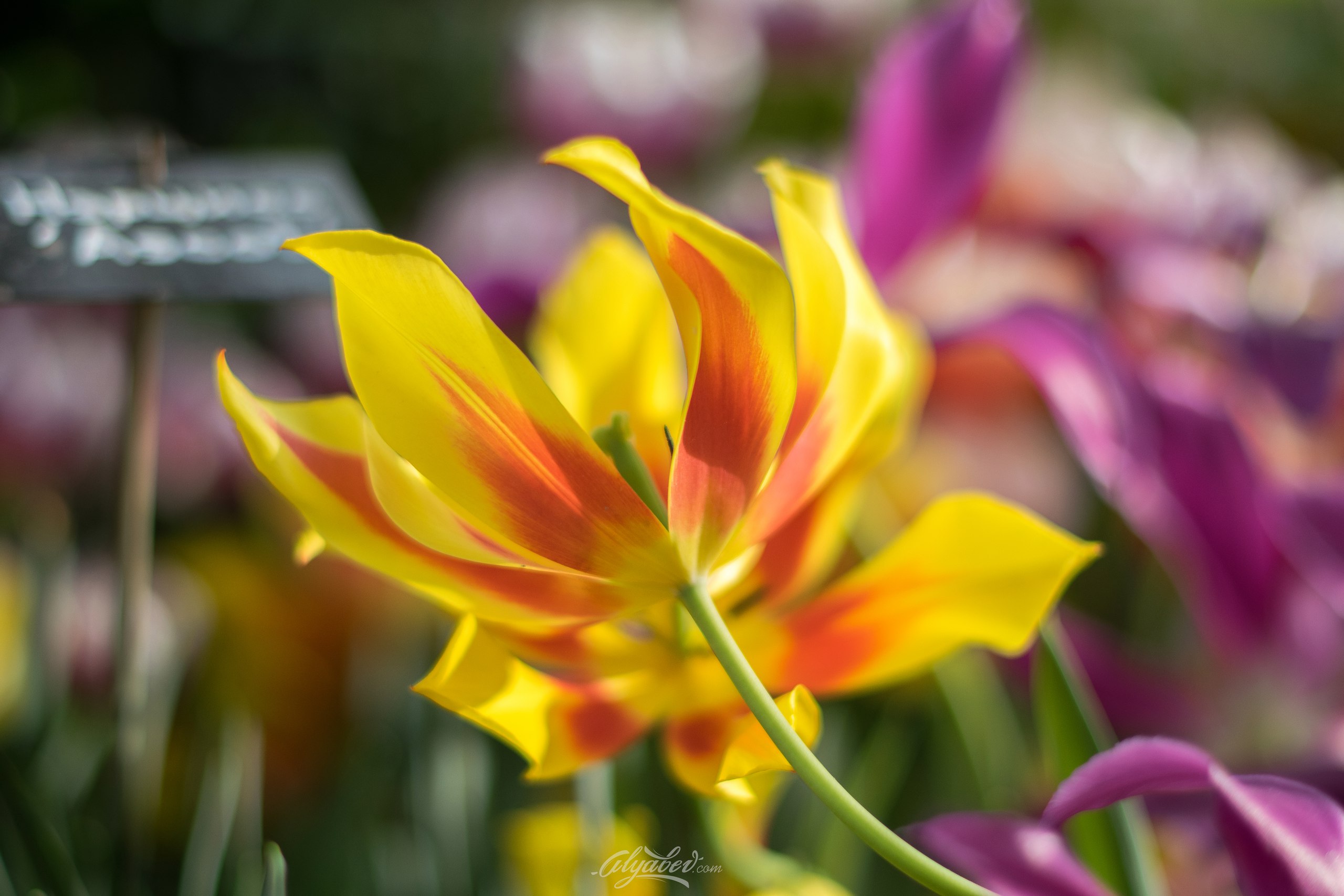 Descarga gratuita de fondo de pantalla para móvil de Flores, Flor, Tulipán, Tierra/naturaleza.