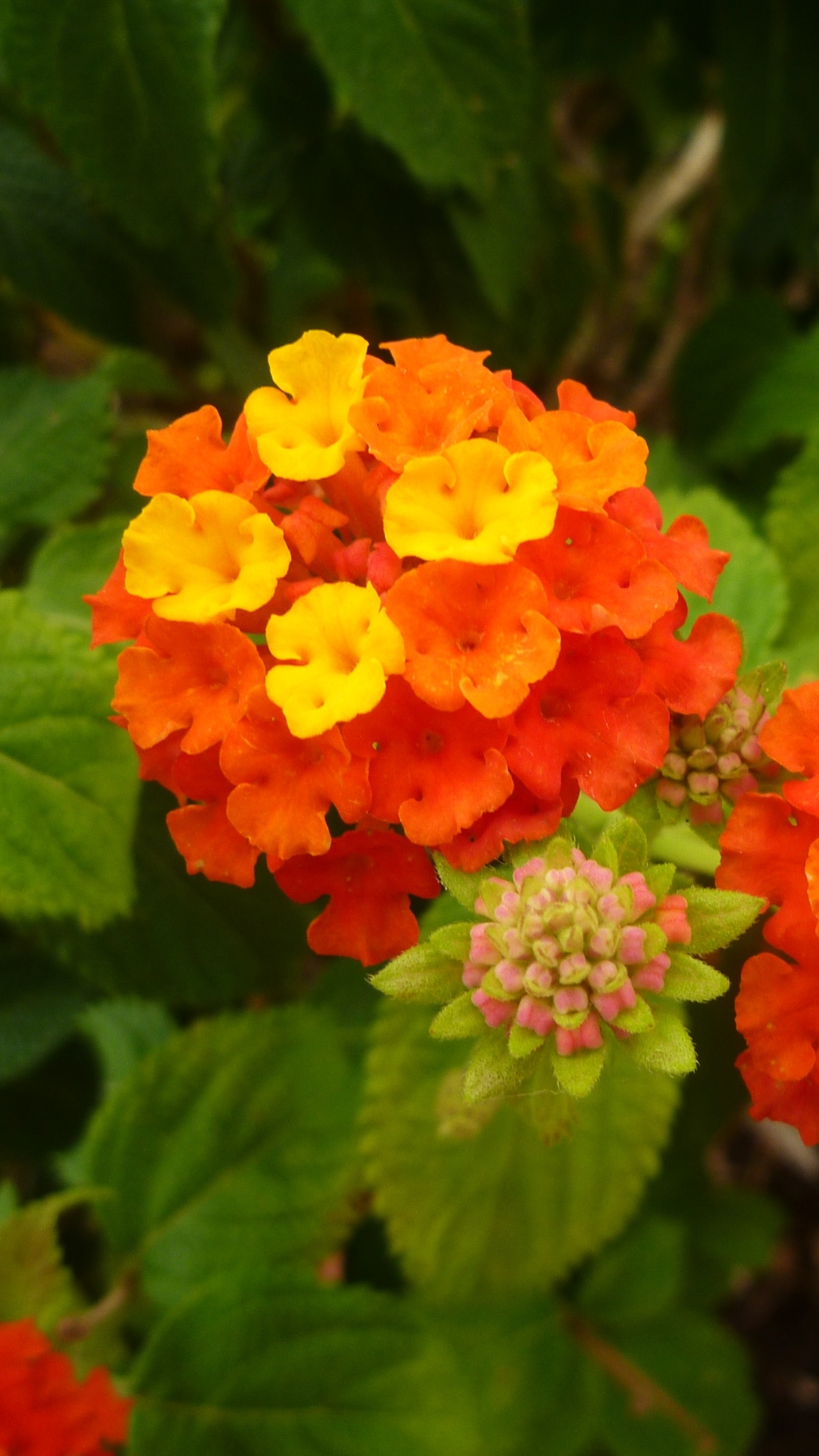 Descarga gratuita de fondo de pantalla para móvil de Flores, Flor, Tierra/naturaleza.