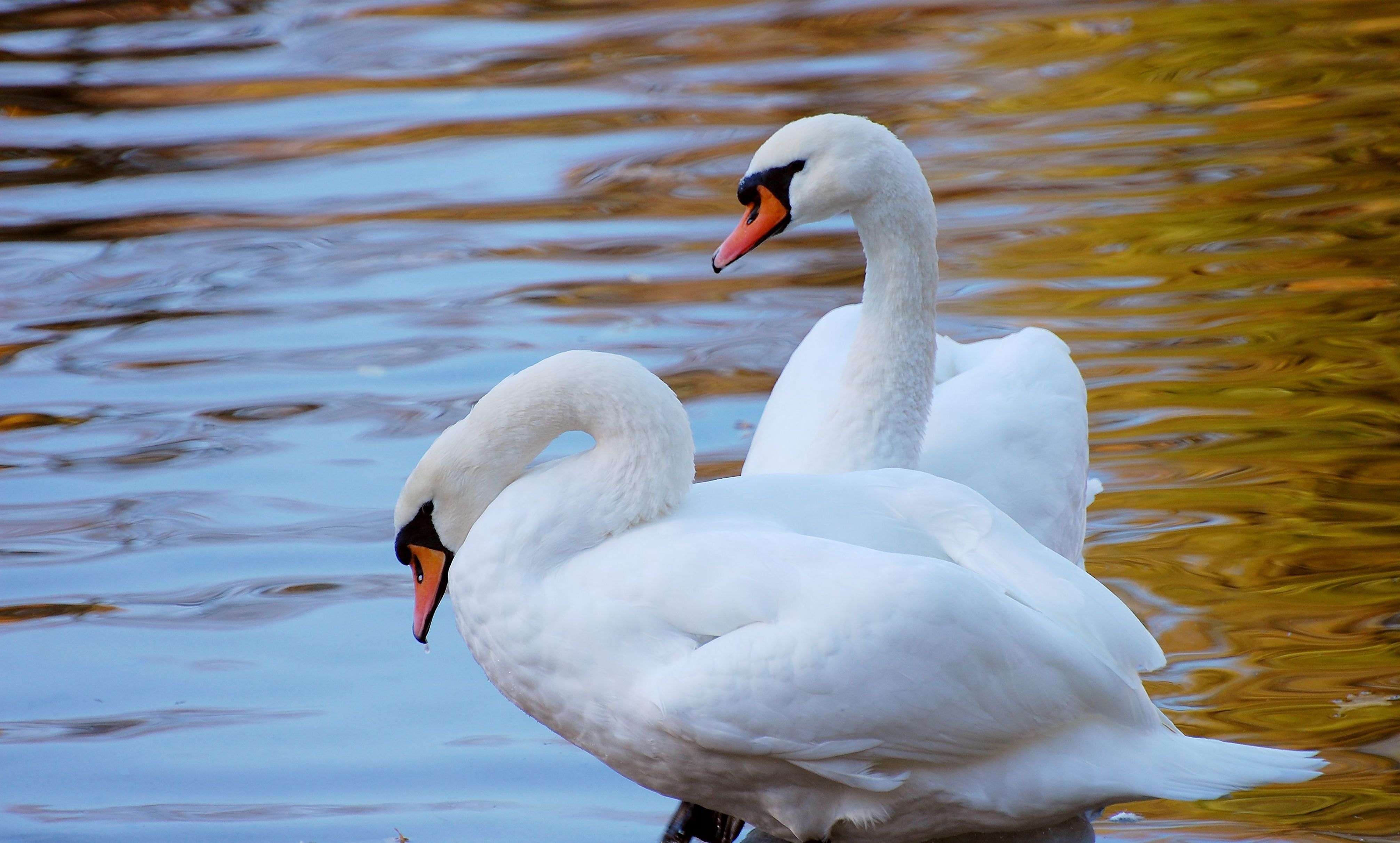 animals, water, swans, shore, bank, couple, pair
