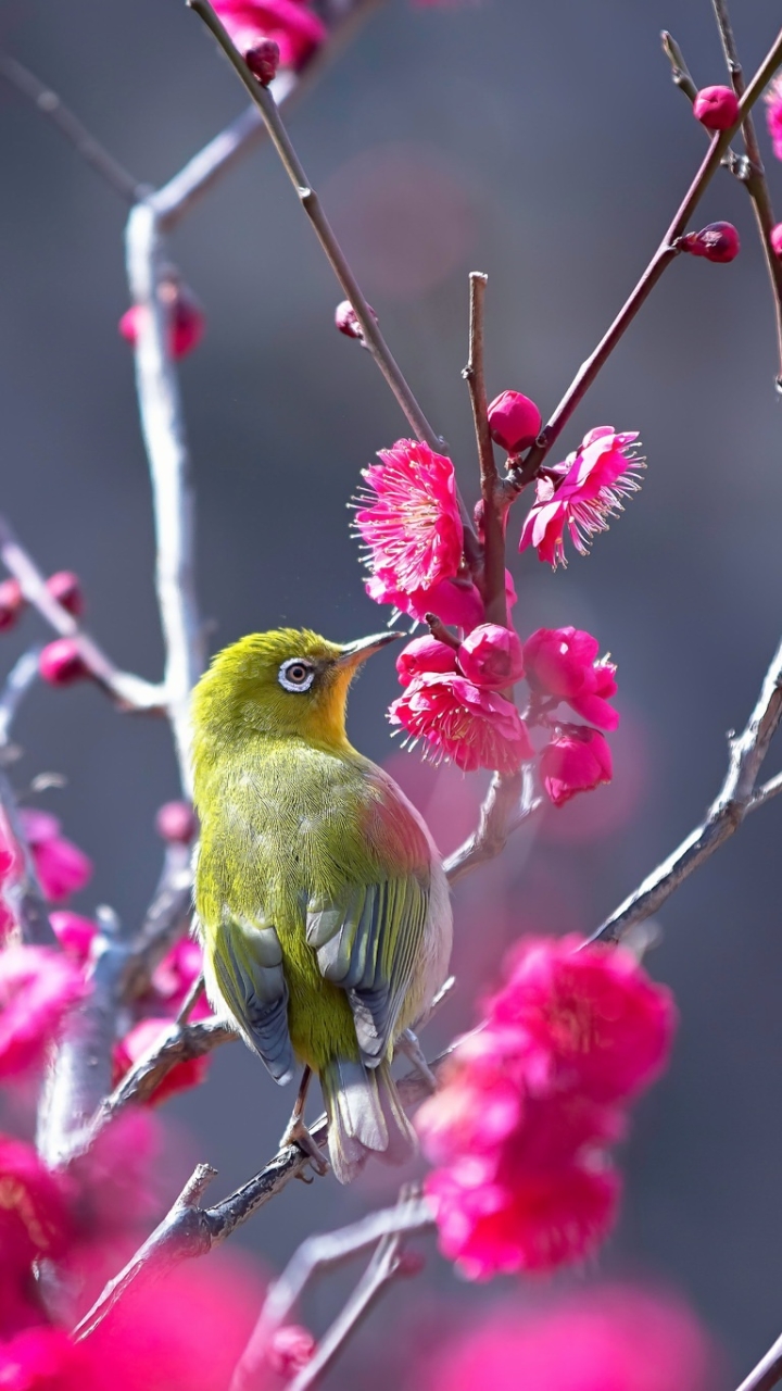 Handy-Wallpaper Tiere, Vögel, Vogel, Pinke Blume, Japanbrillenvogel kostenlos herunterladen.