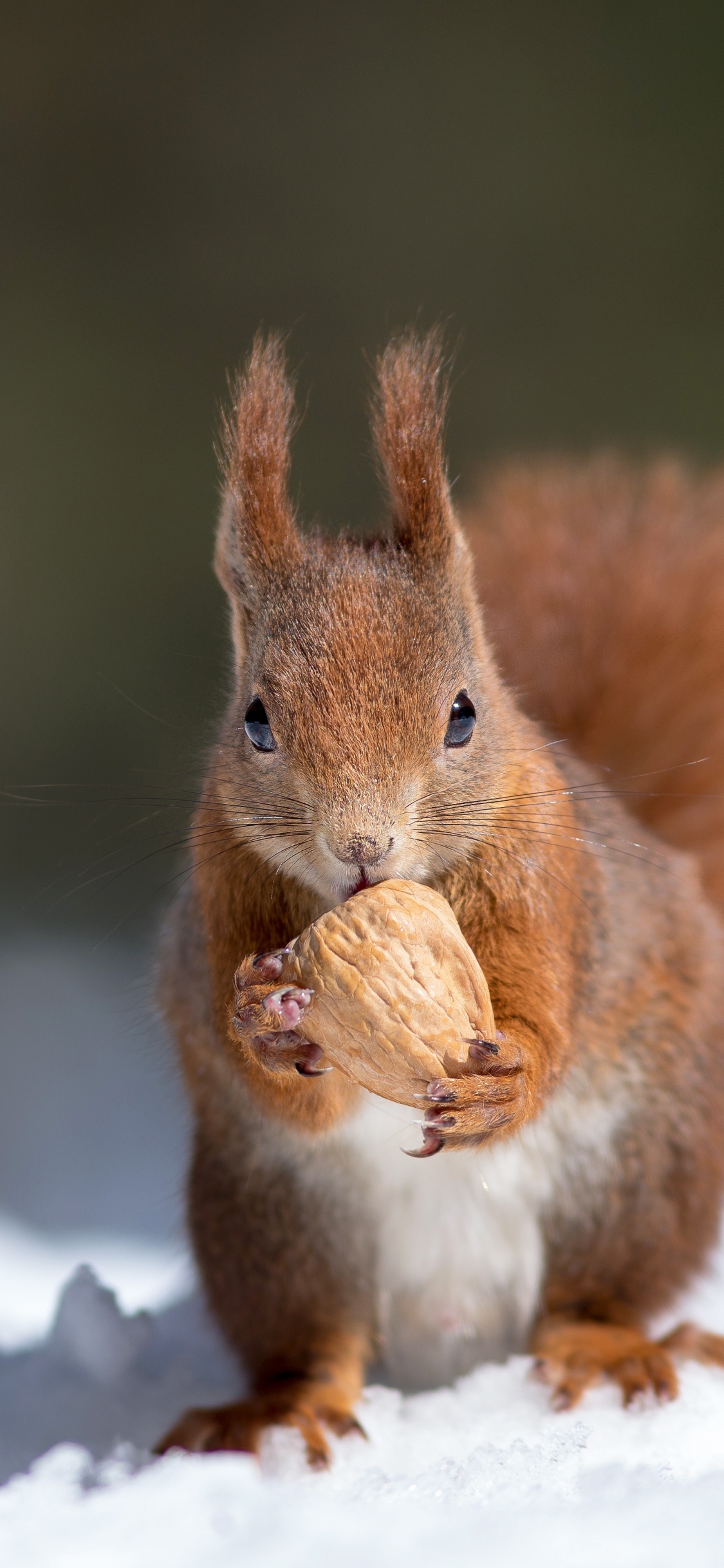 Download mobile wallpaper Squirrel, Animal for free.