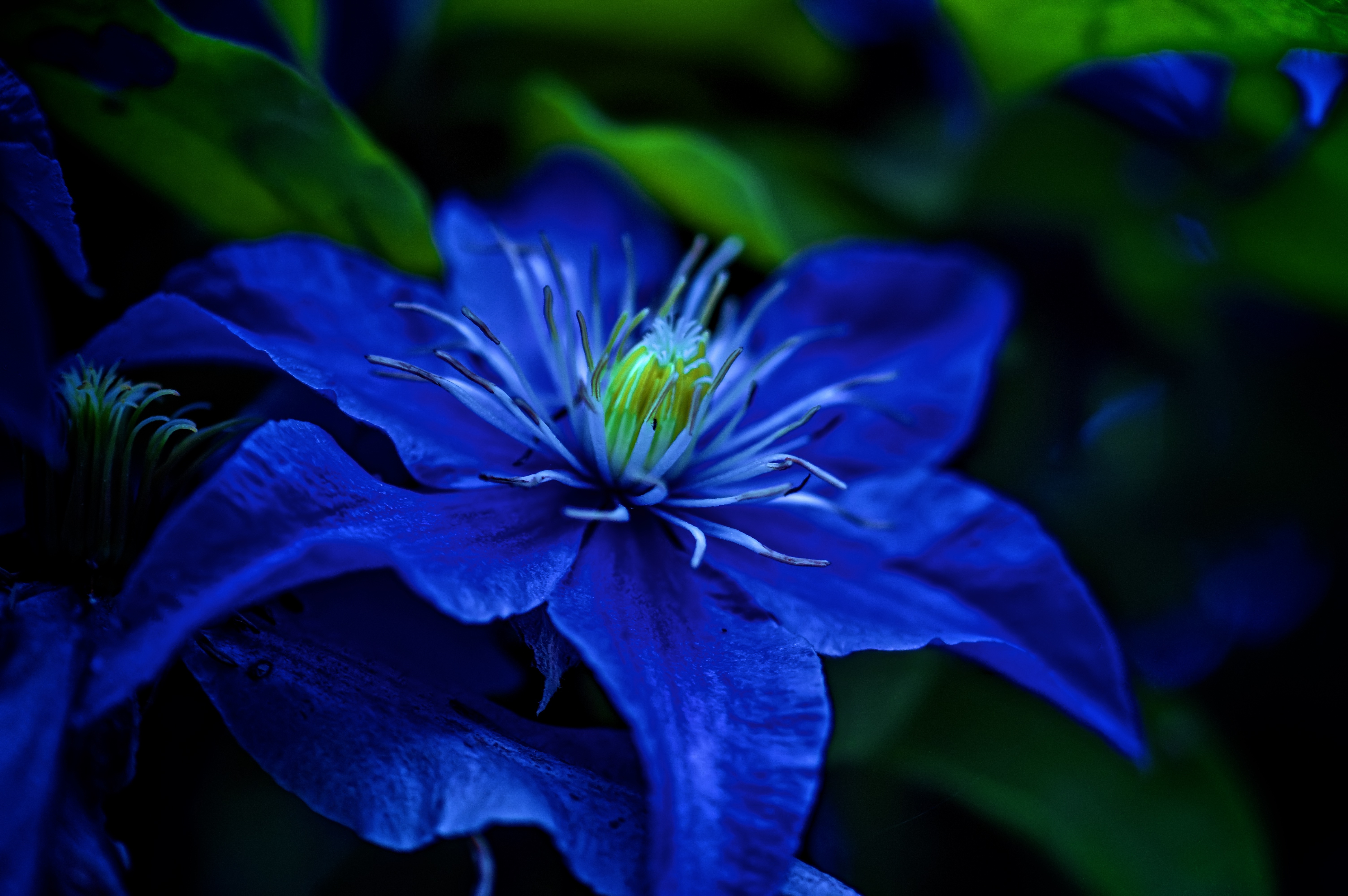 無料モバイル壁紙フラワーズ, 花, 地球, 青い花をダウンロードします。