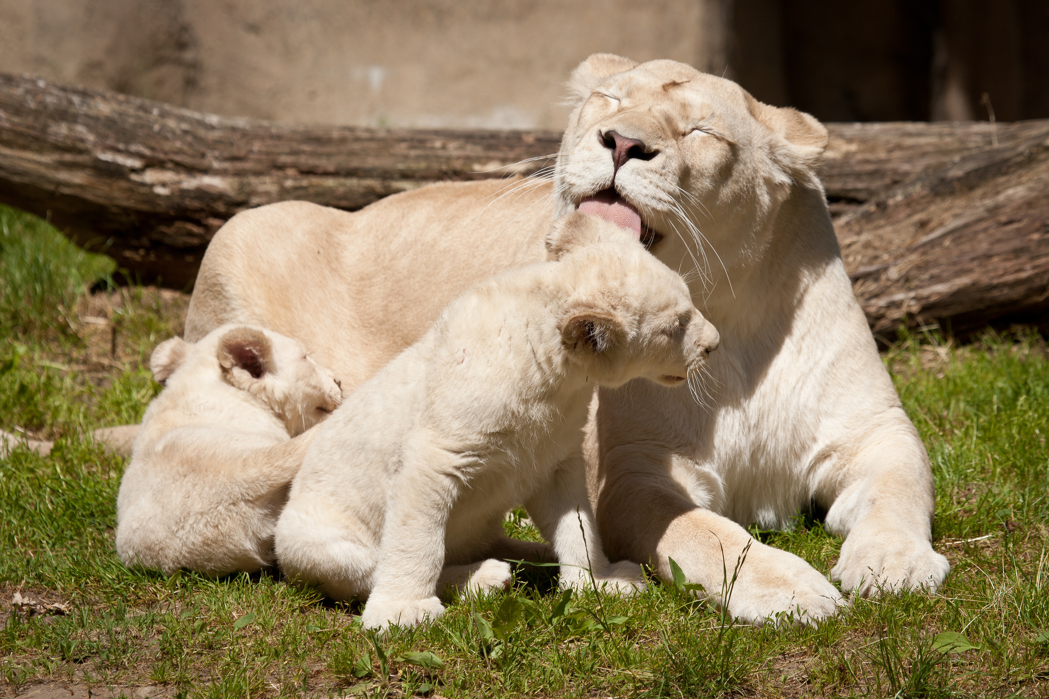 599032 descargar imagen animales, león blanco: fondos de pantalla y protectores de pantalla gratis