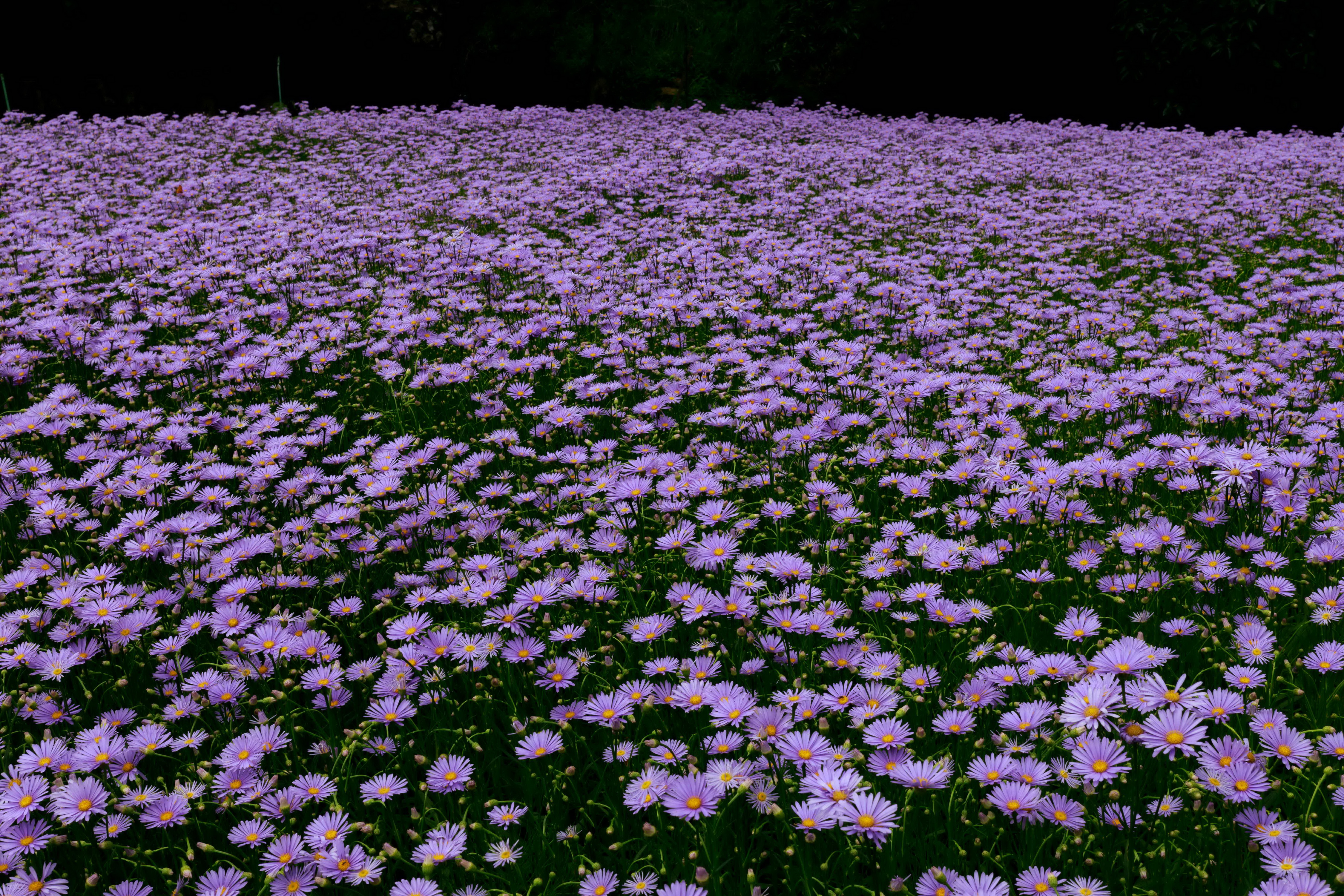 Handy-Wallpaper Natur, Blumen, Blume, Gänseblümchen, Lila Blume, Erde/natur kostenlos herunterladen.