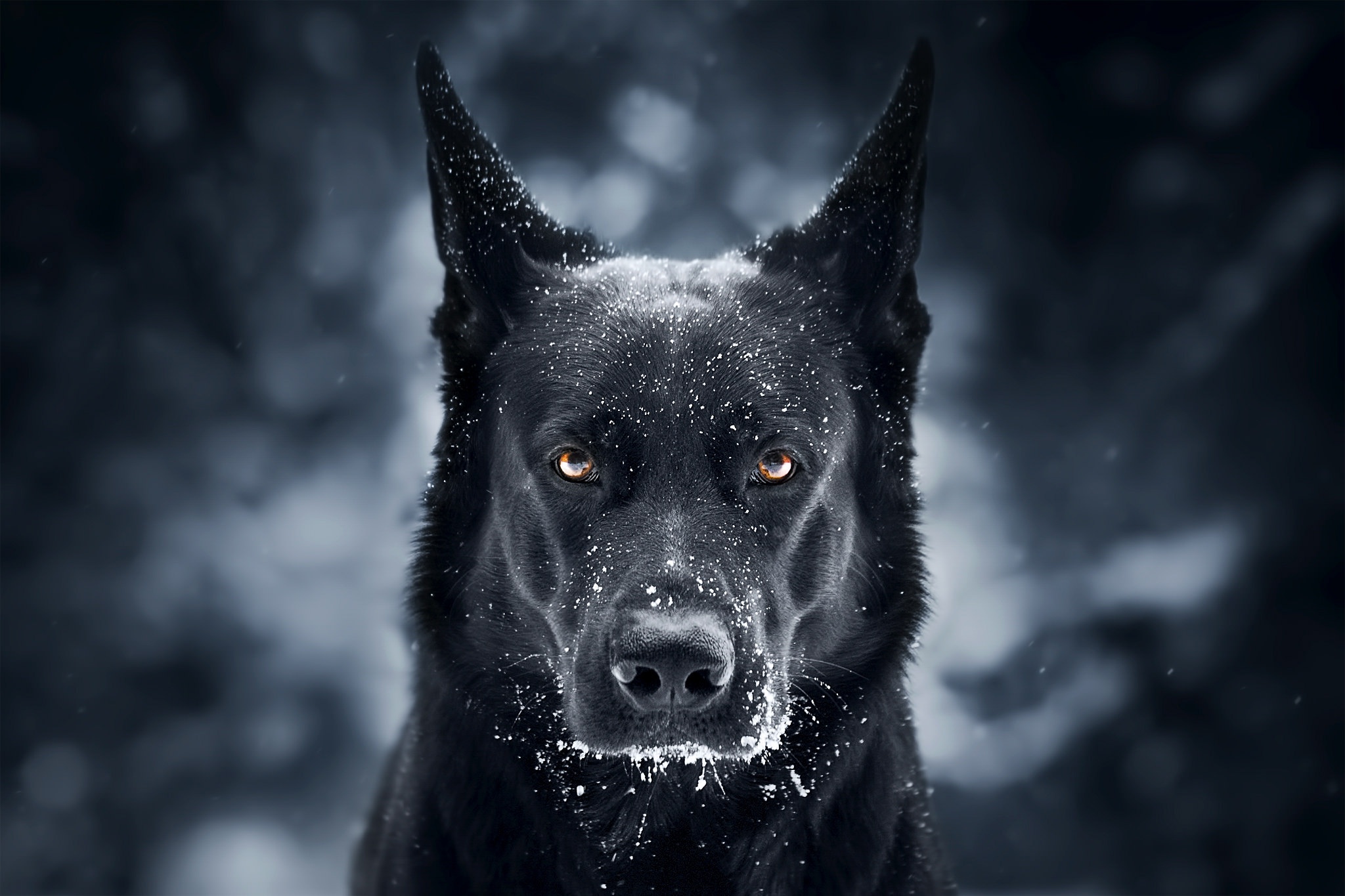 german shepherd, dogs, muzzle, animal, dog, snowfall, stare