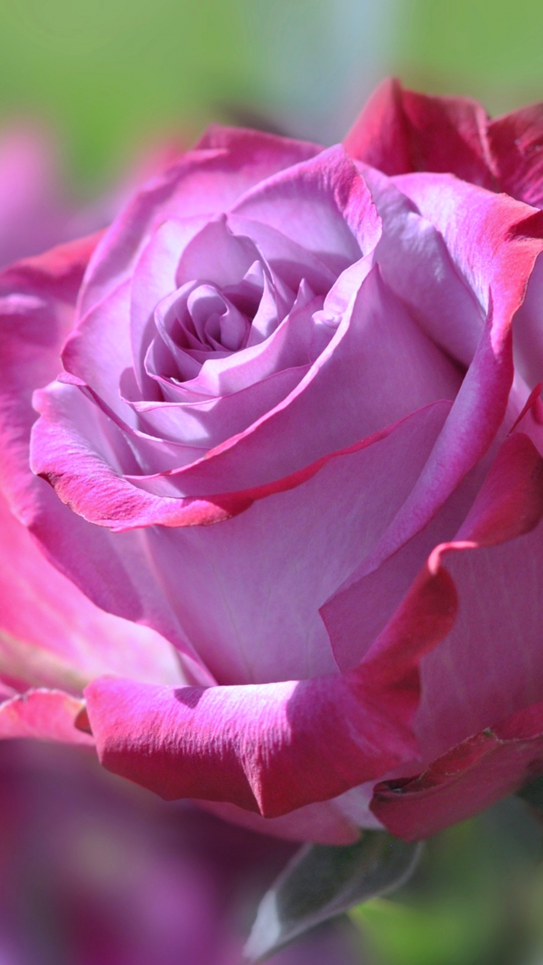 Download mobile wallpaper Flowers, Flower, Rose, Earth, Pink Flower for free.