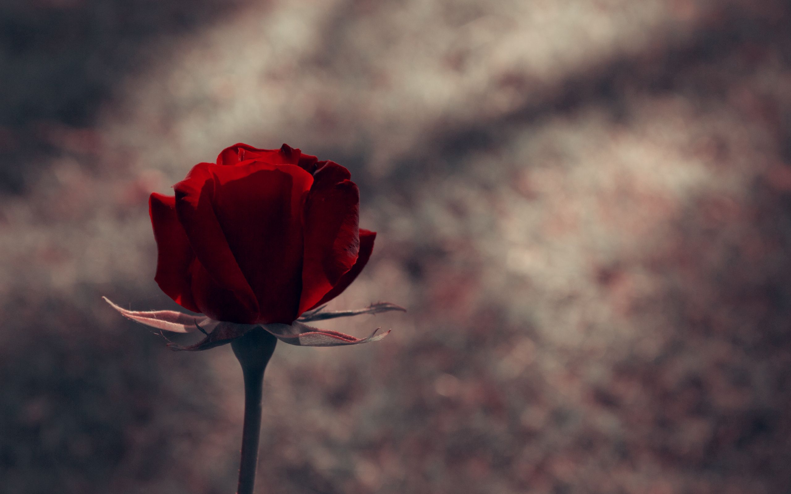 Téléchargez des papiers peints mobile Fleurs, Tige, Bourgeon, Rose, Une Rose gratuitement.