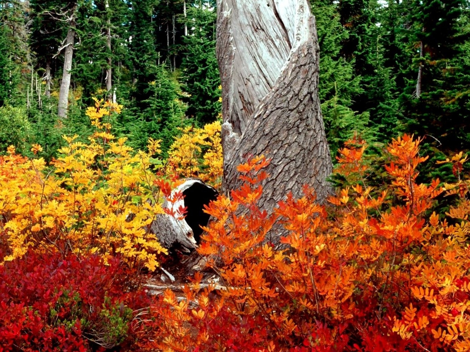 Free download wallpaper Landscape, Trees, Autumn, Leaves on your PC desktop