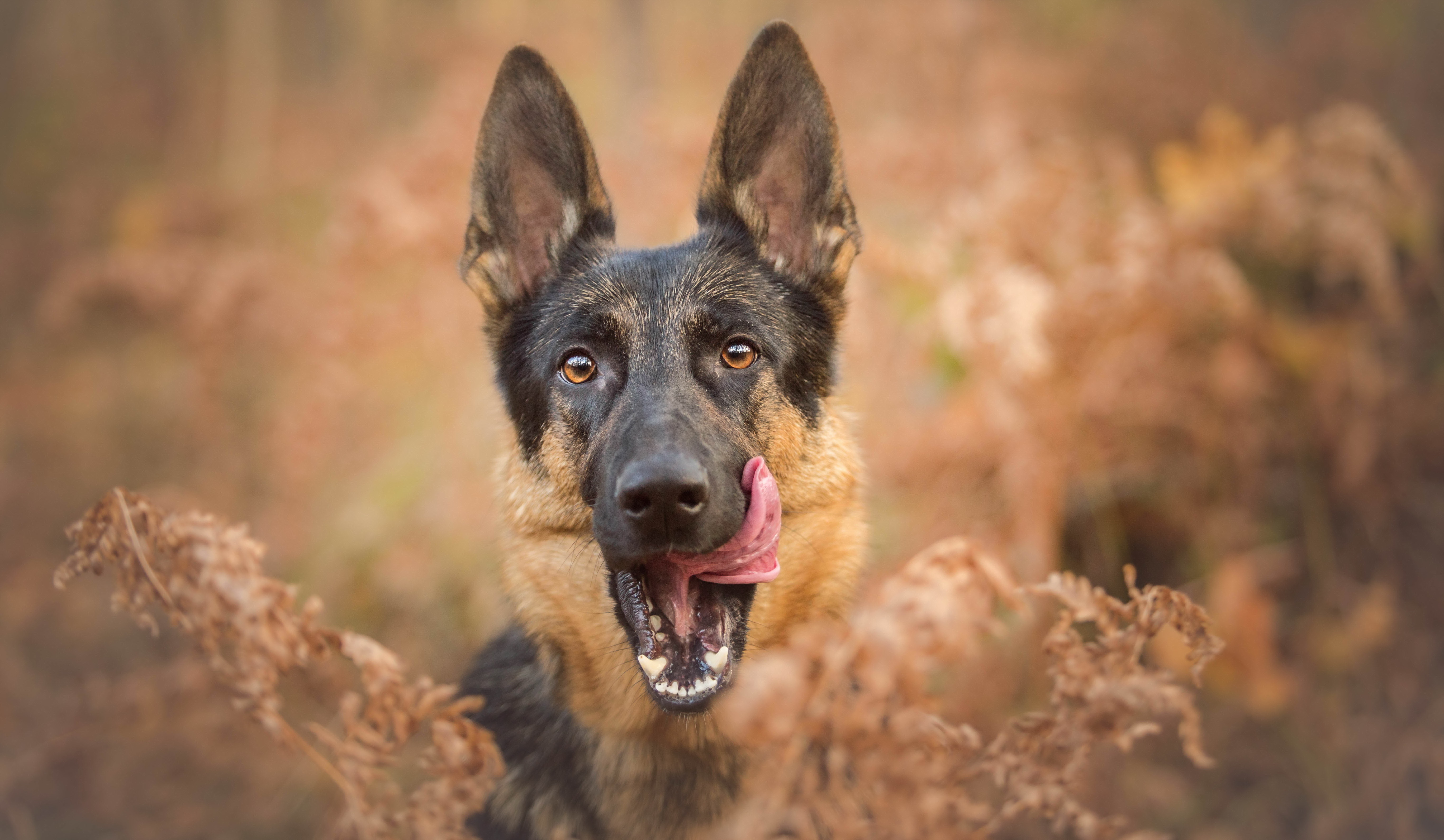 Free download wallpaper Dogs, Dog, Blur, Fall, Animal, German Shepherd on your PC desktop